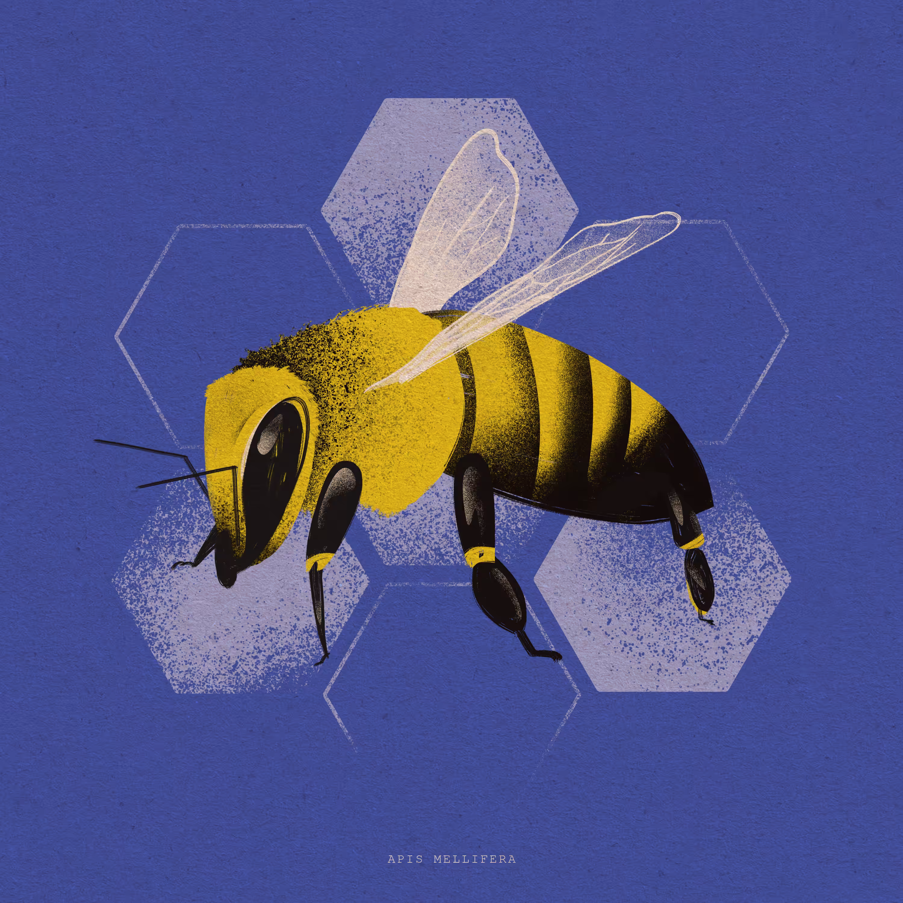 Apis mellifera | Bug