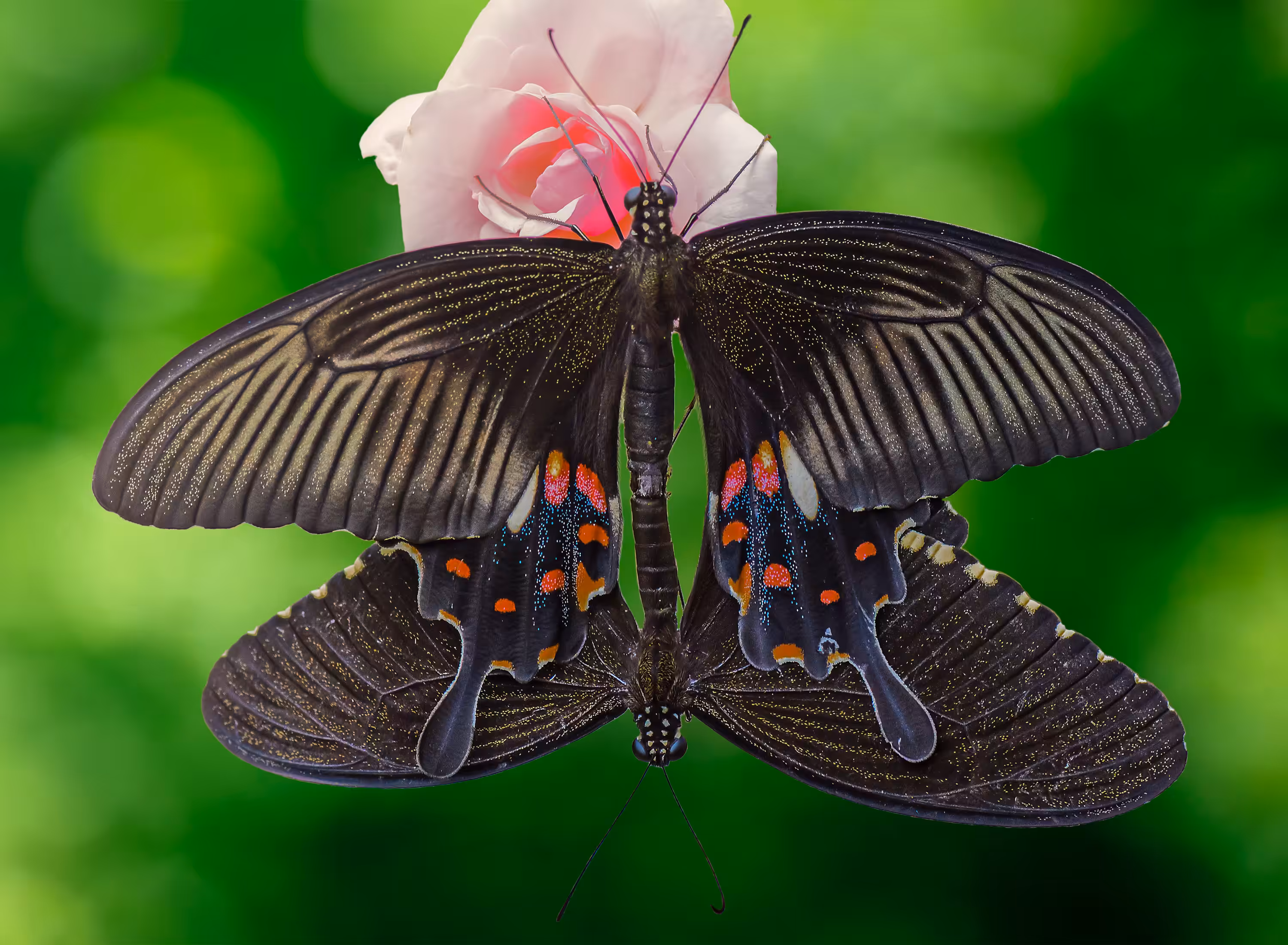 Butterfly - Common Mormon 