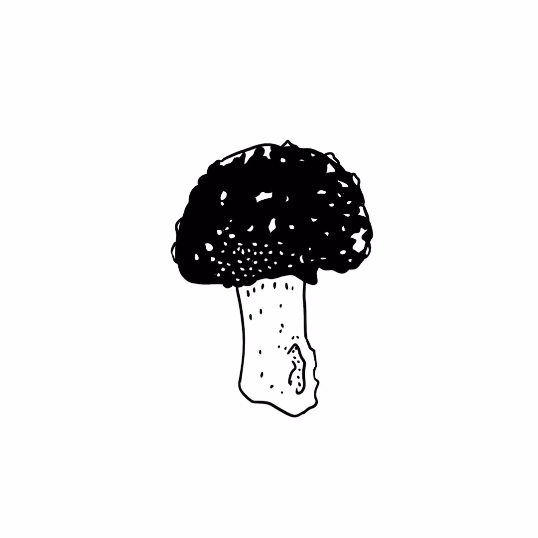 Mushroom Top 2