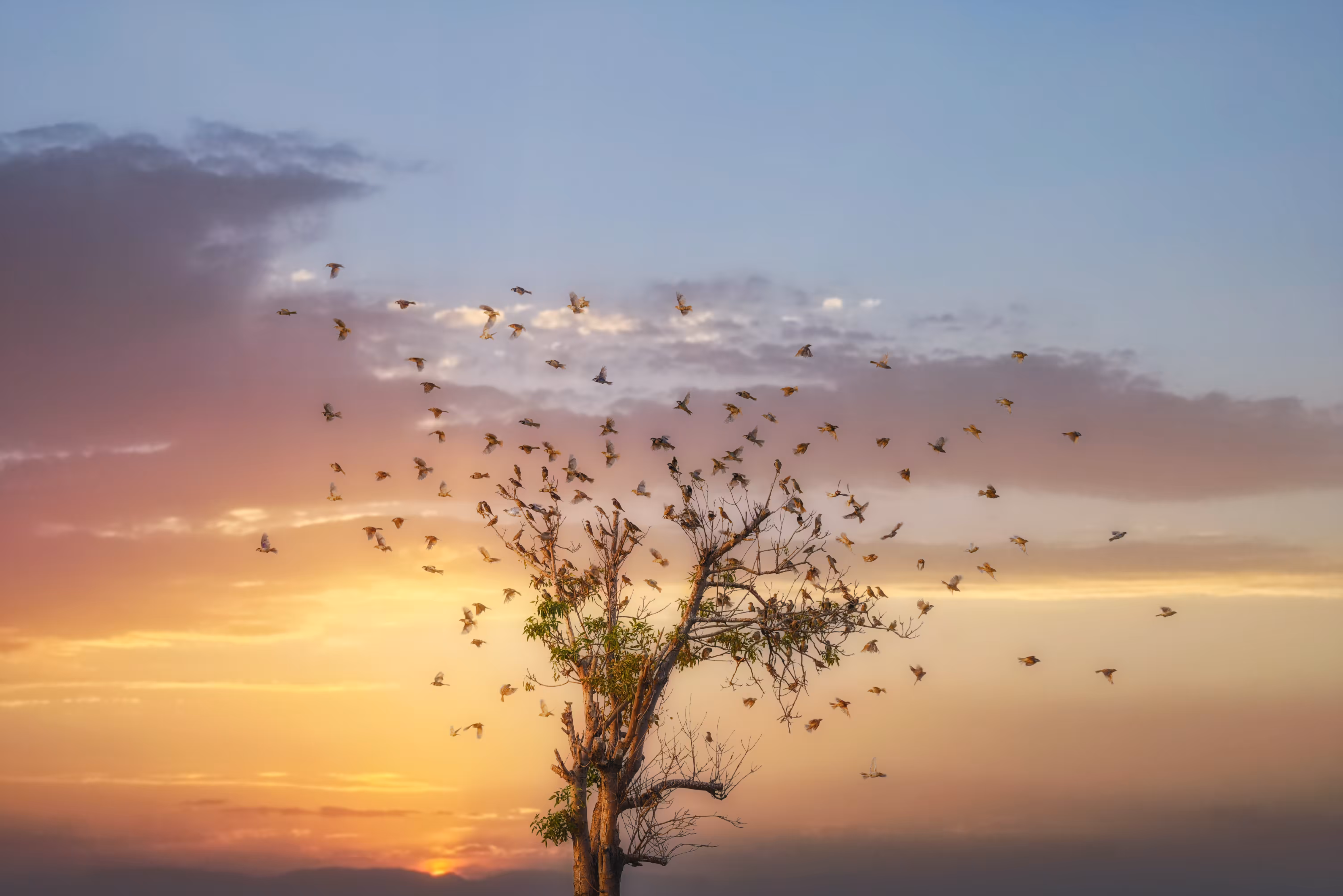 Sparrows tree