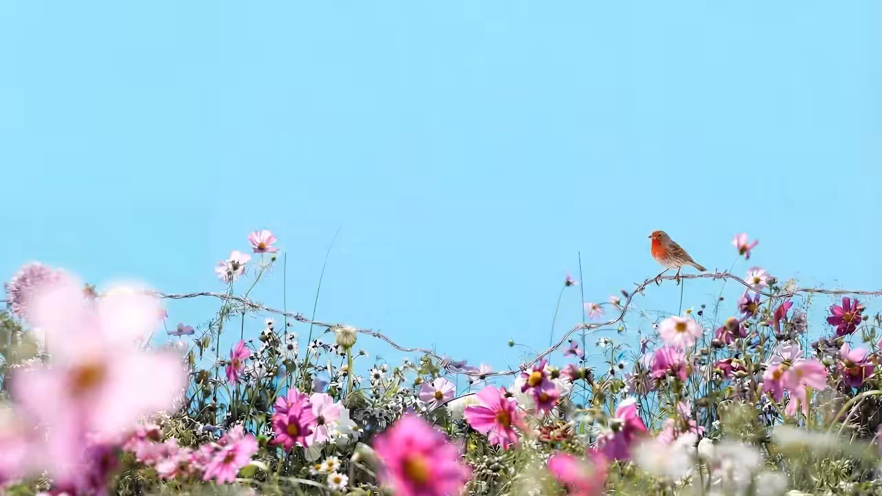 Birds Observations: Berry, Caroline's Meadow