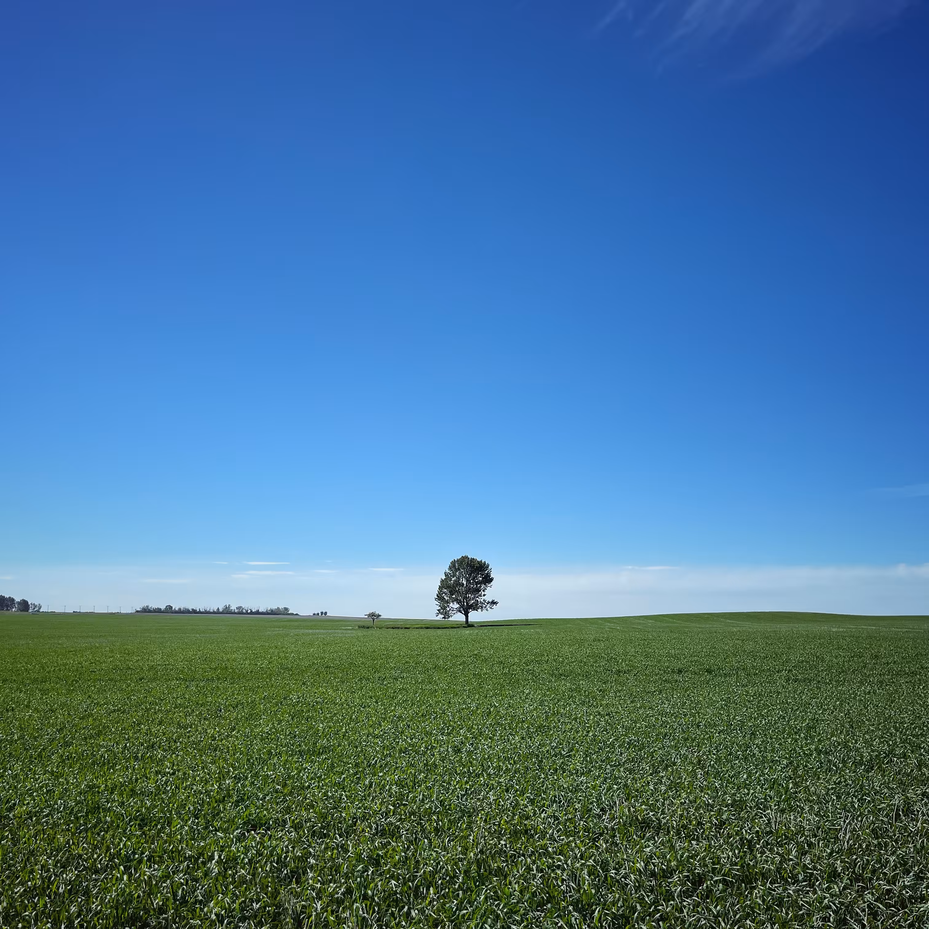 Lonely Field Tree 51