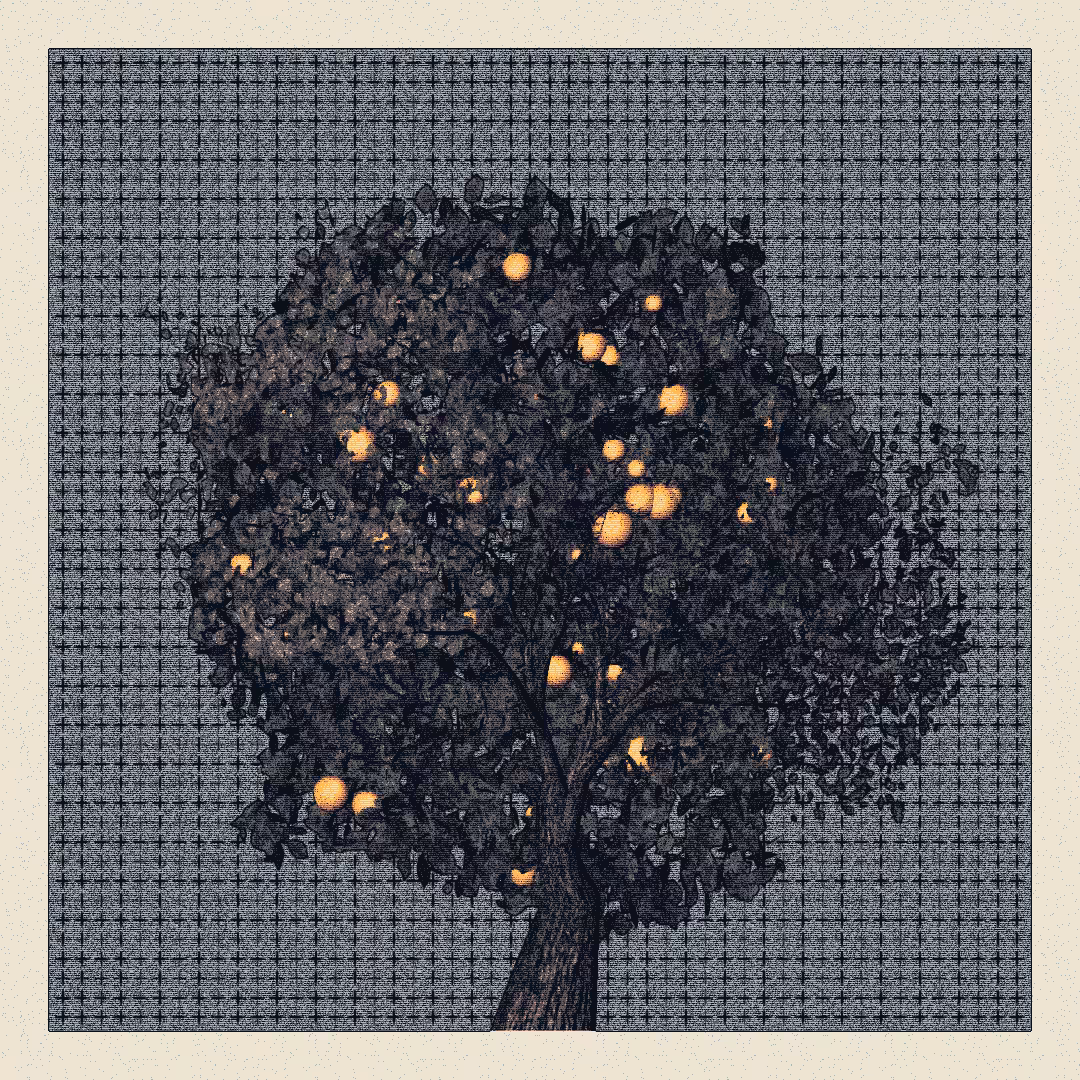 _argania[primaria] #266