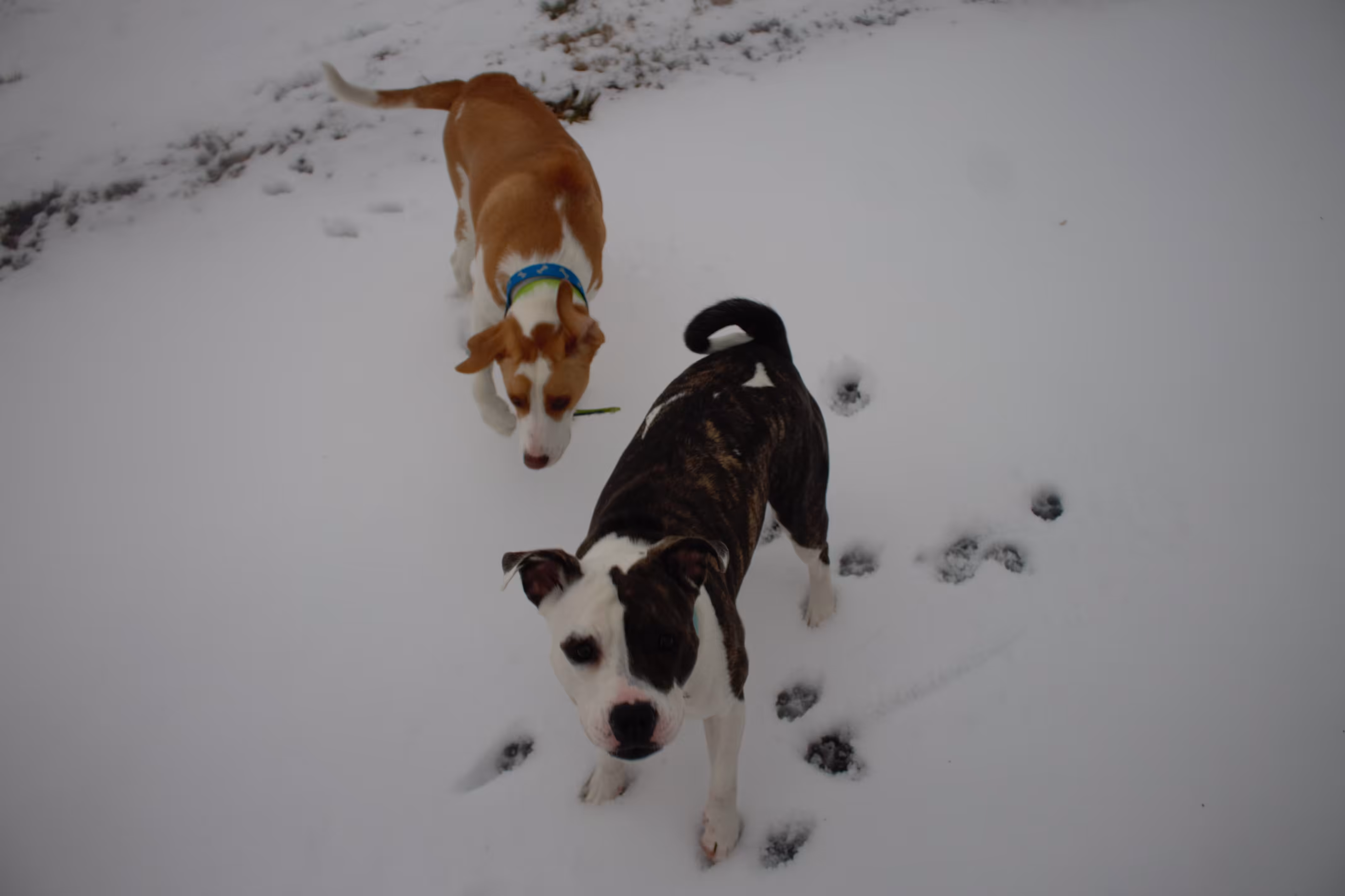composition 1 (dogs)