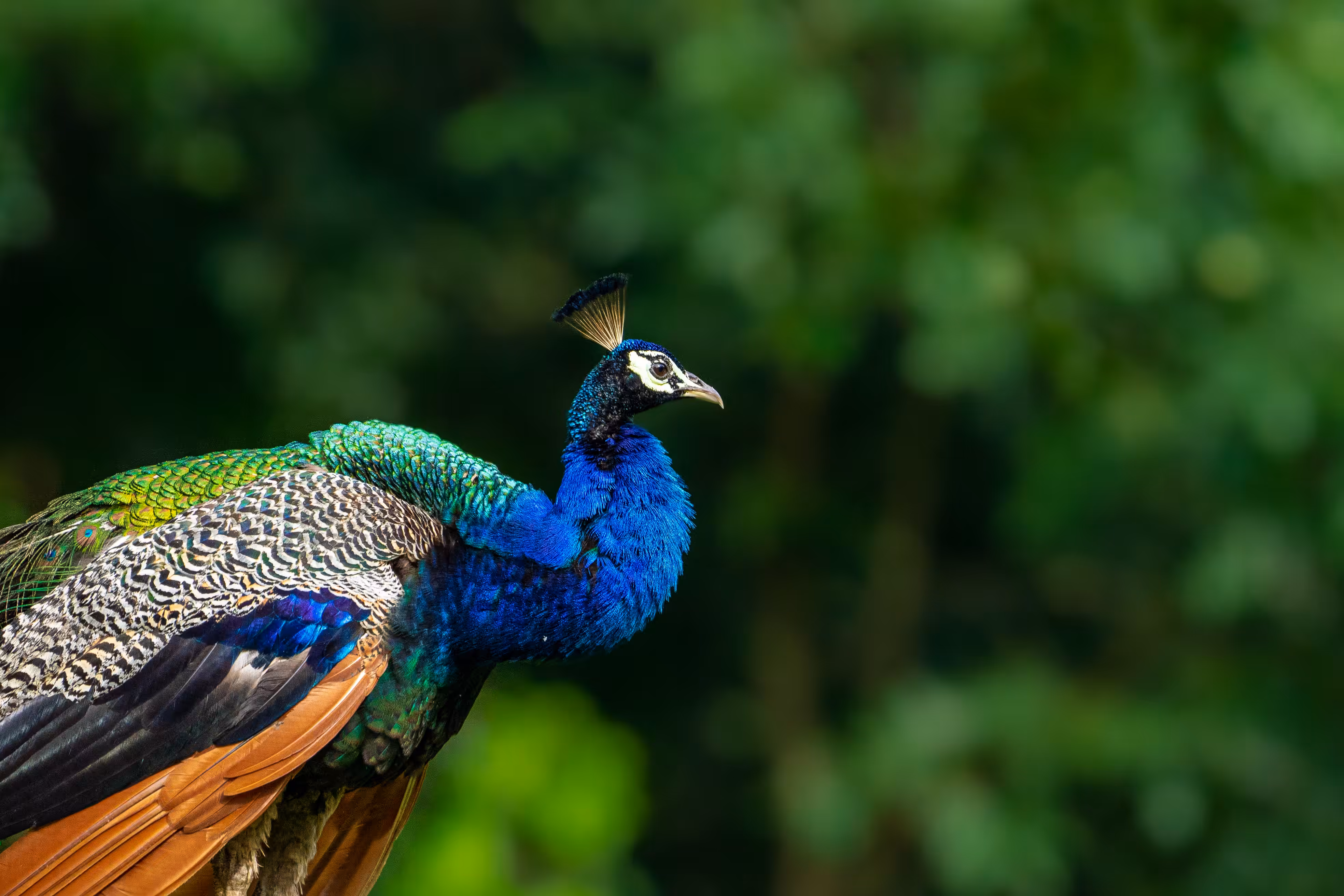 Colours of Nature