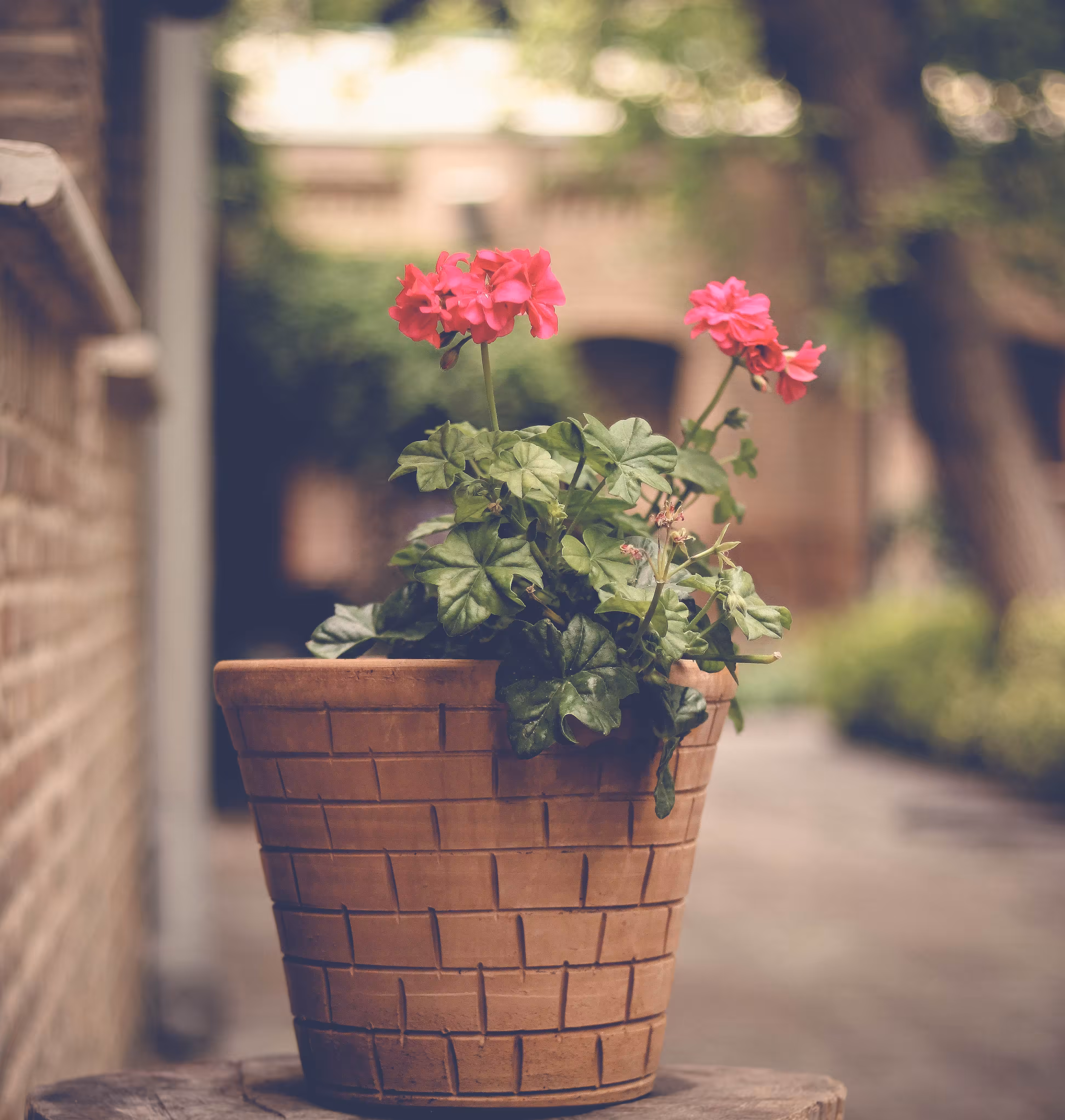 Geranium 