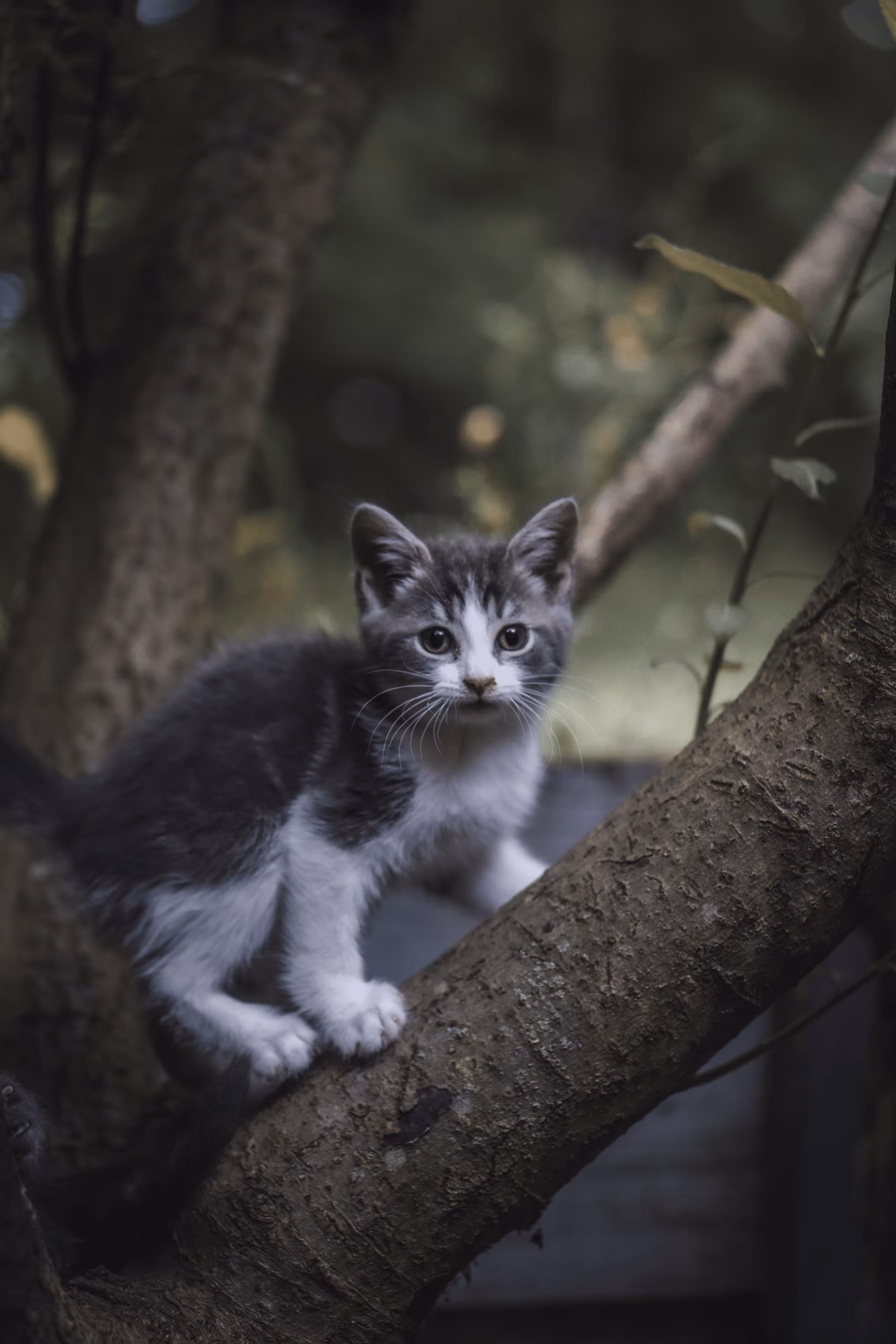Tiny Climb