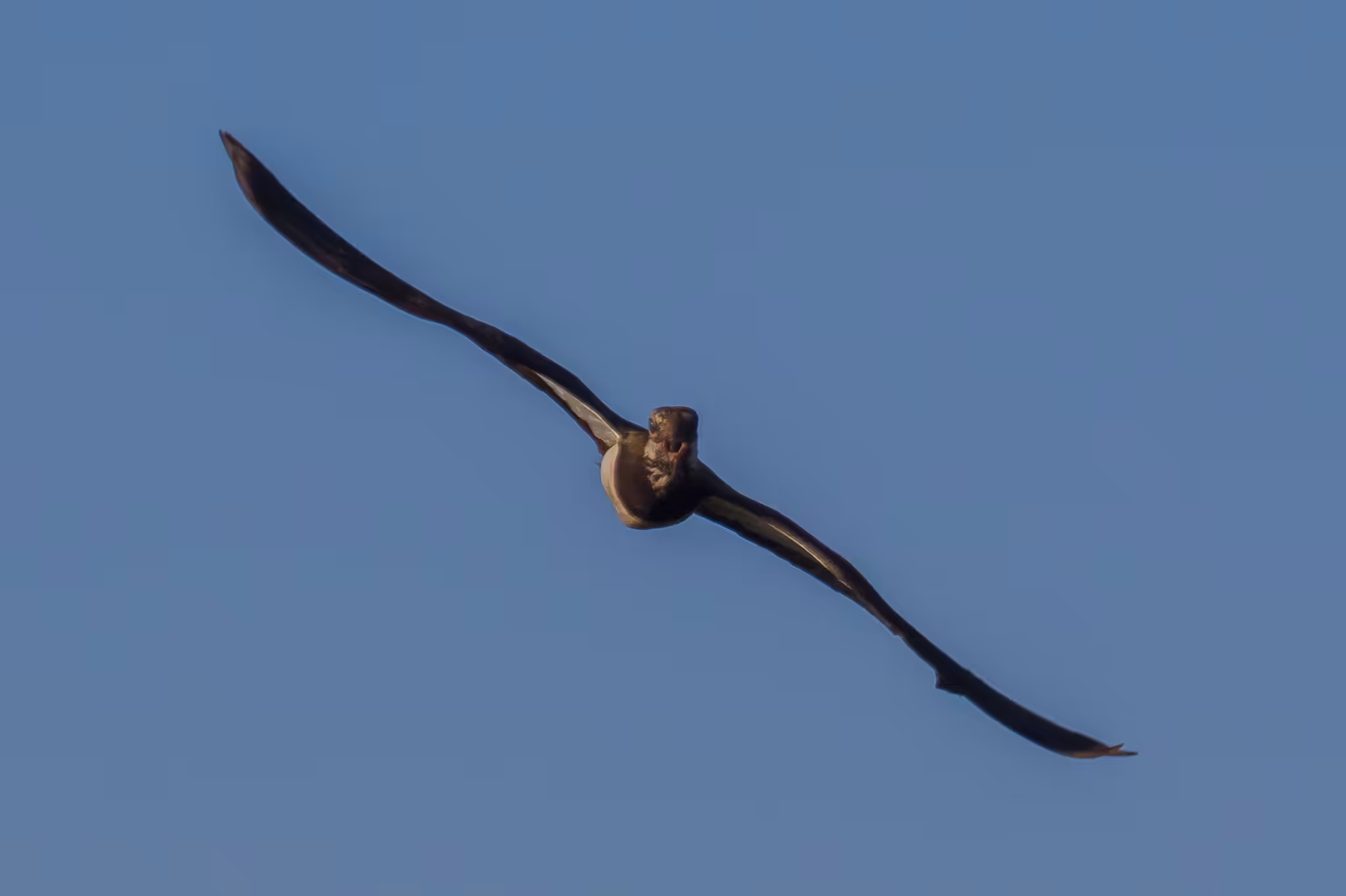 Northern Lapwing