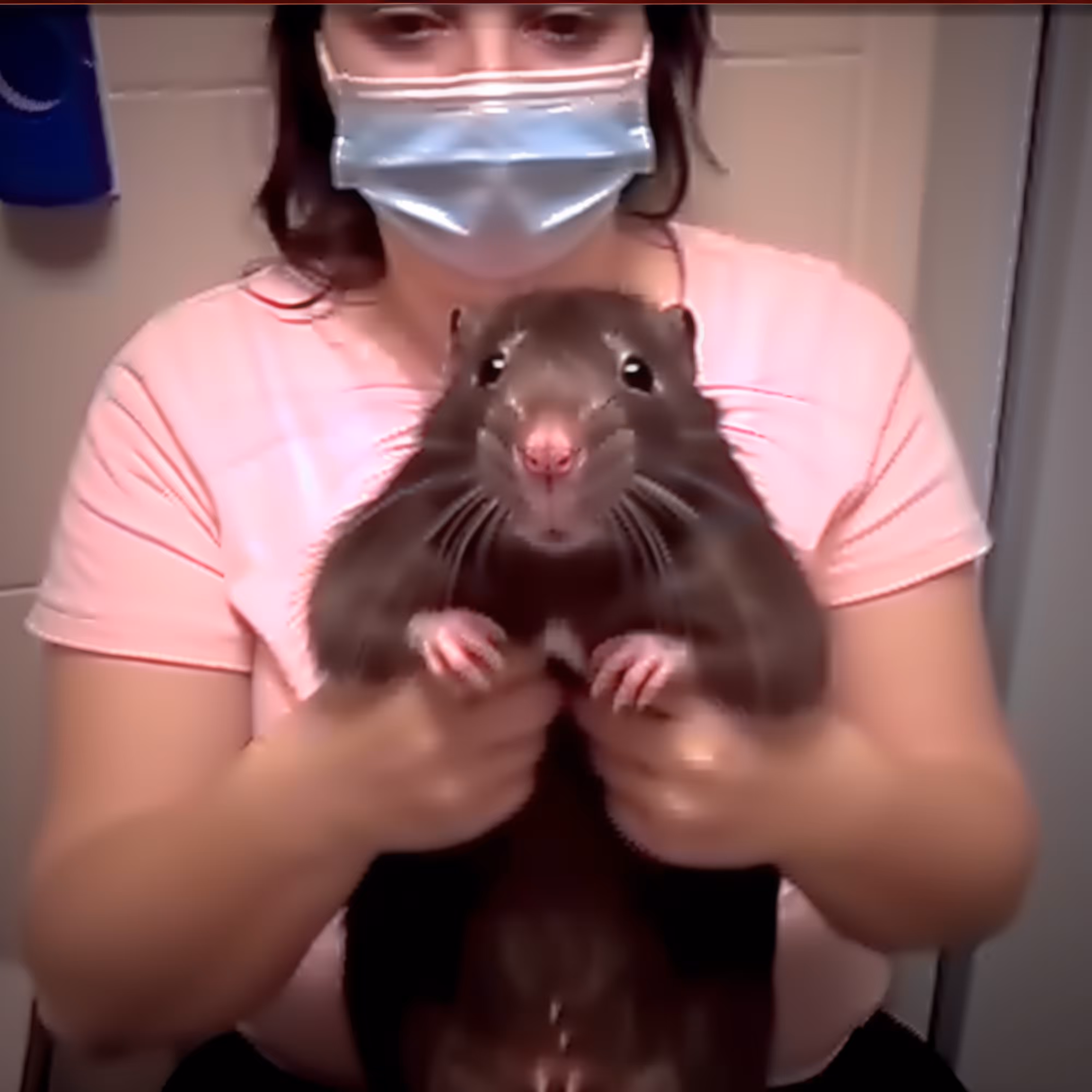 BAD JPEGs: Gopher-Present