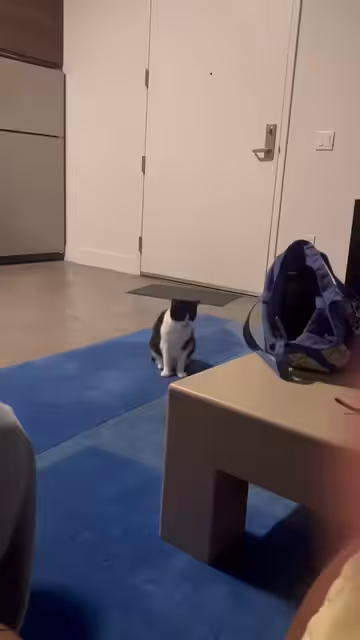 😻