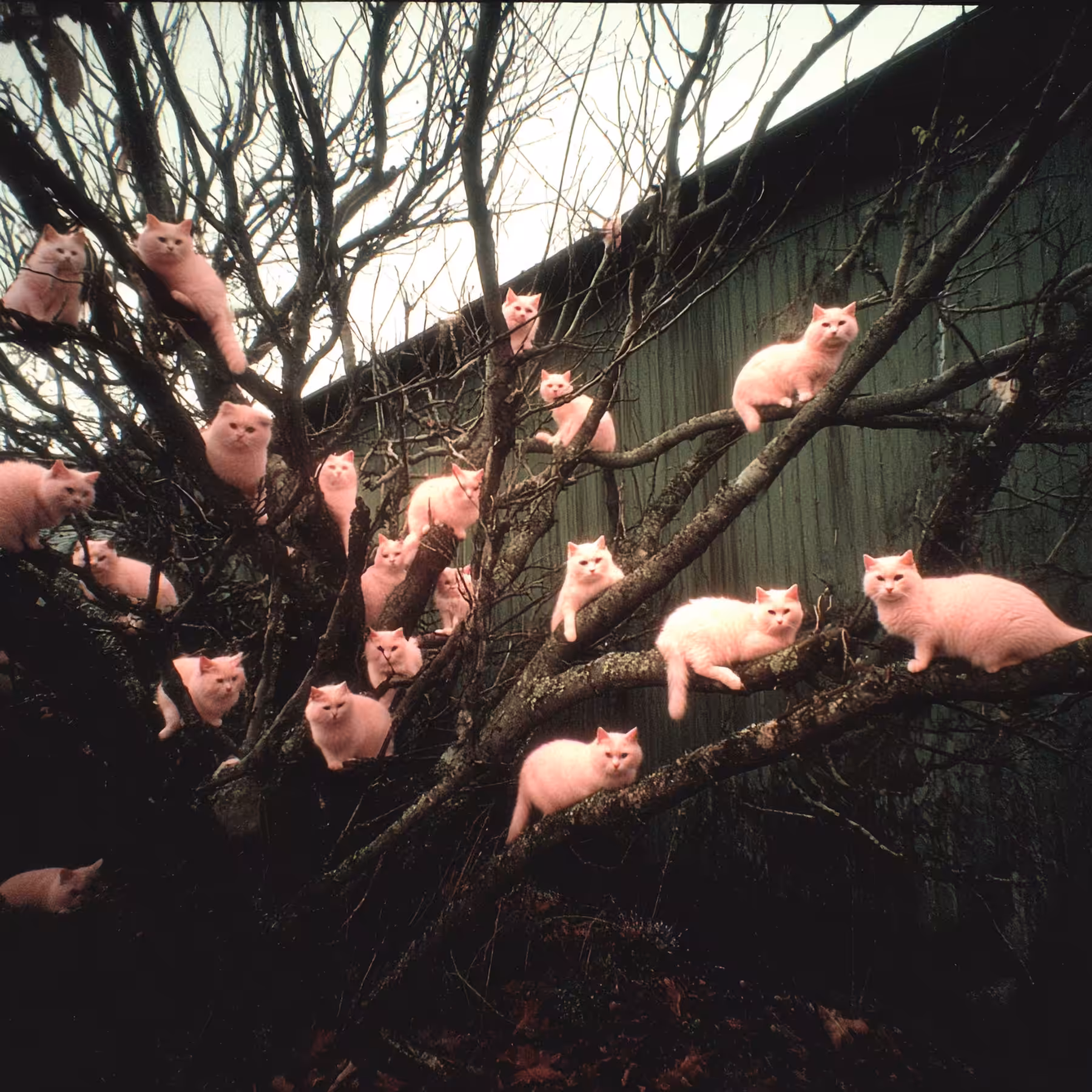 p i n k : o n t o l o g y : b r a n c h : e d i t i o n