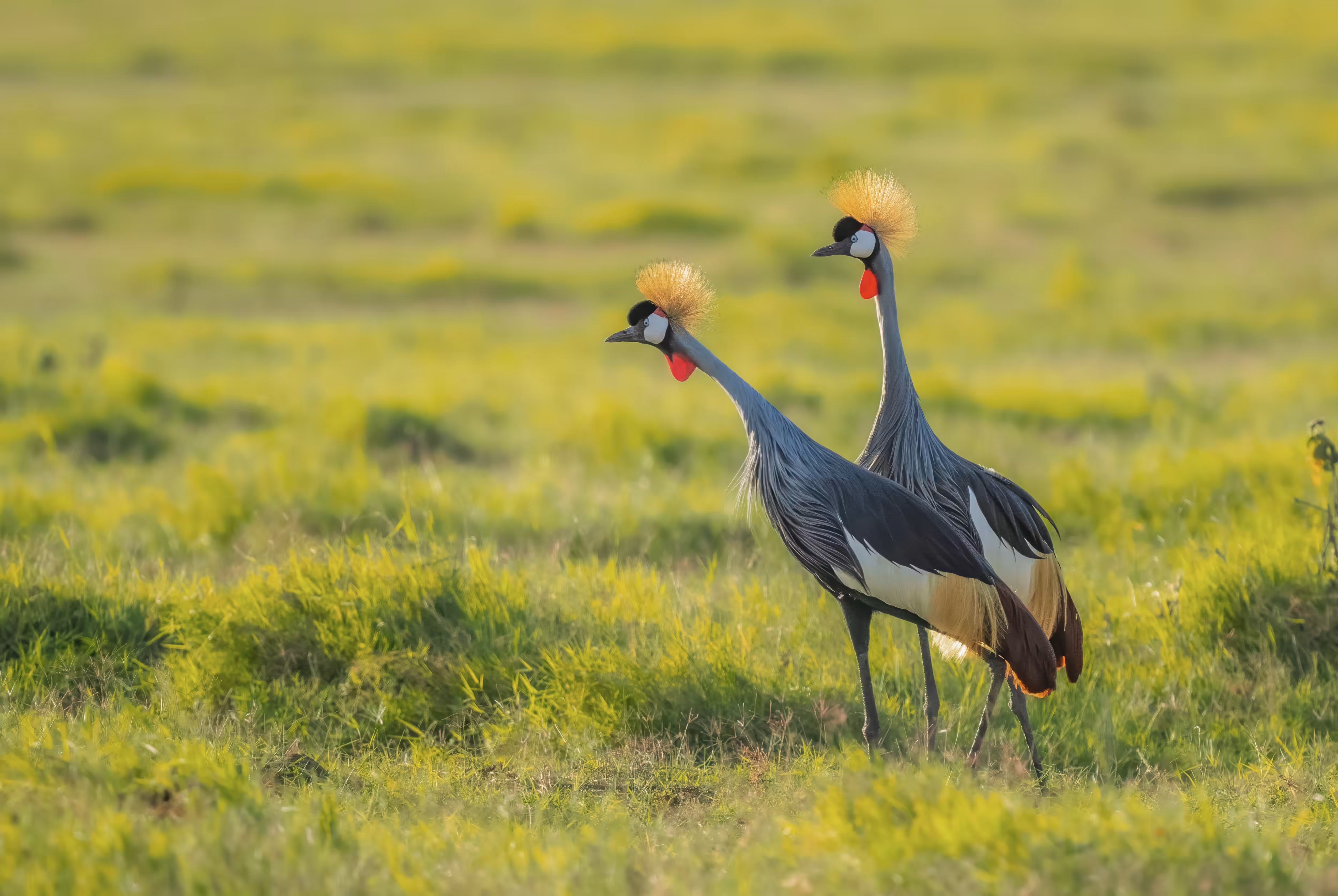 Crowning Beauty