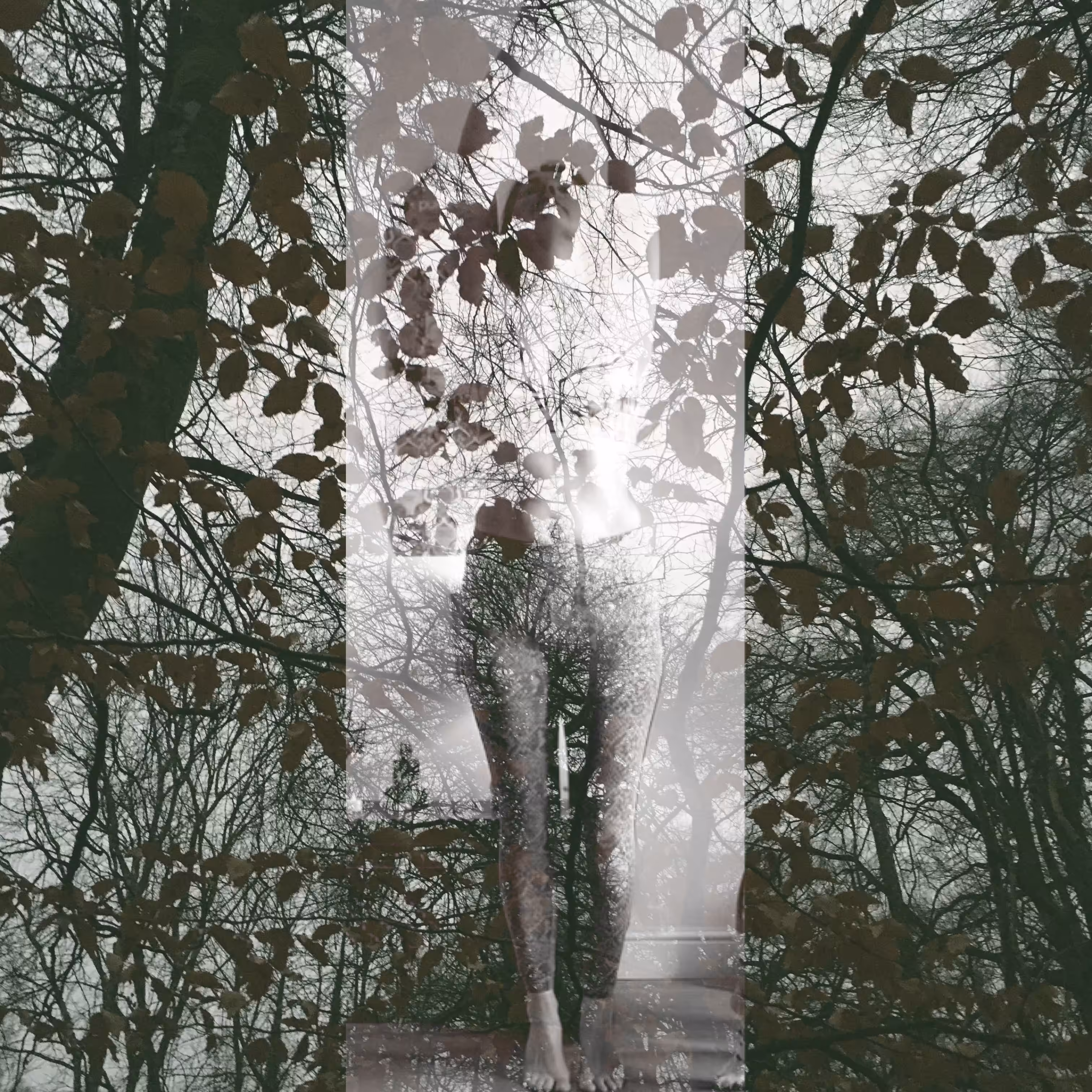 Dark Forest #16