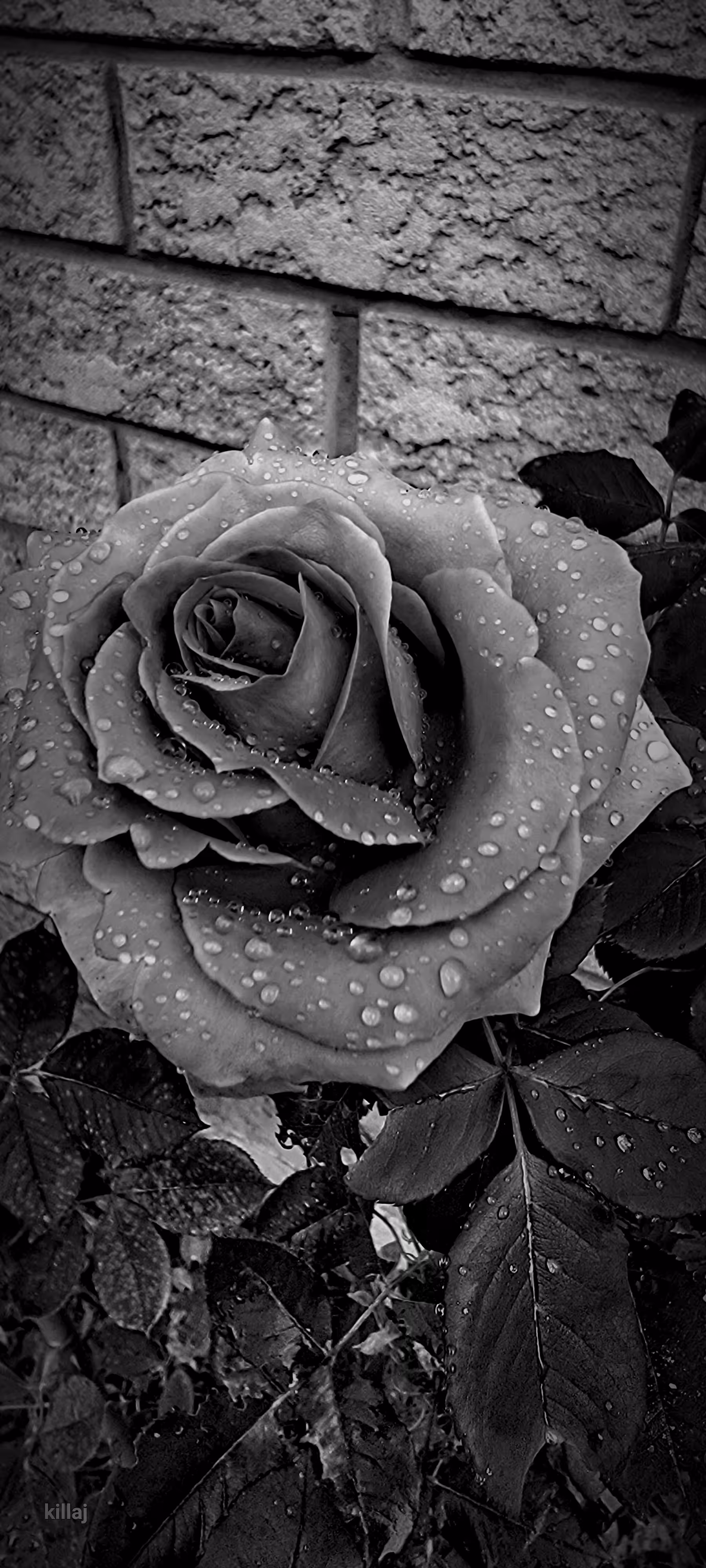 killaj photography art 