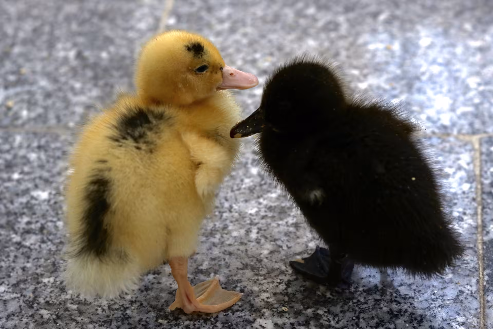 duckling