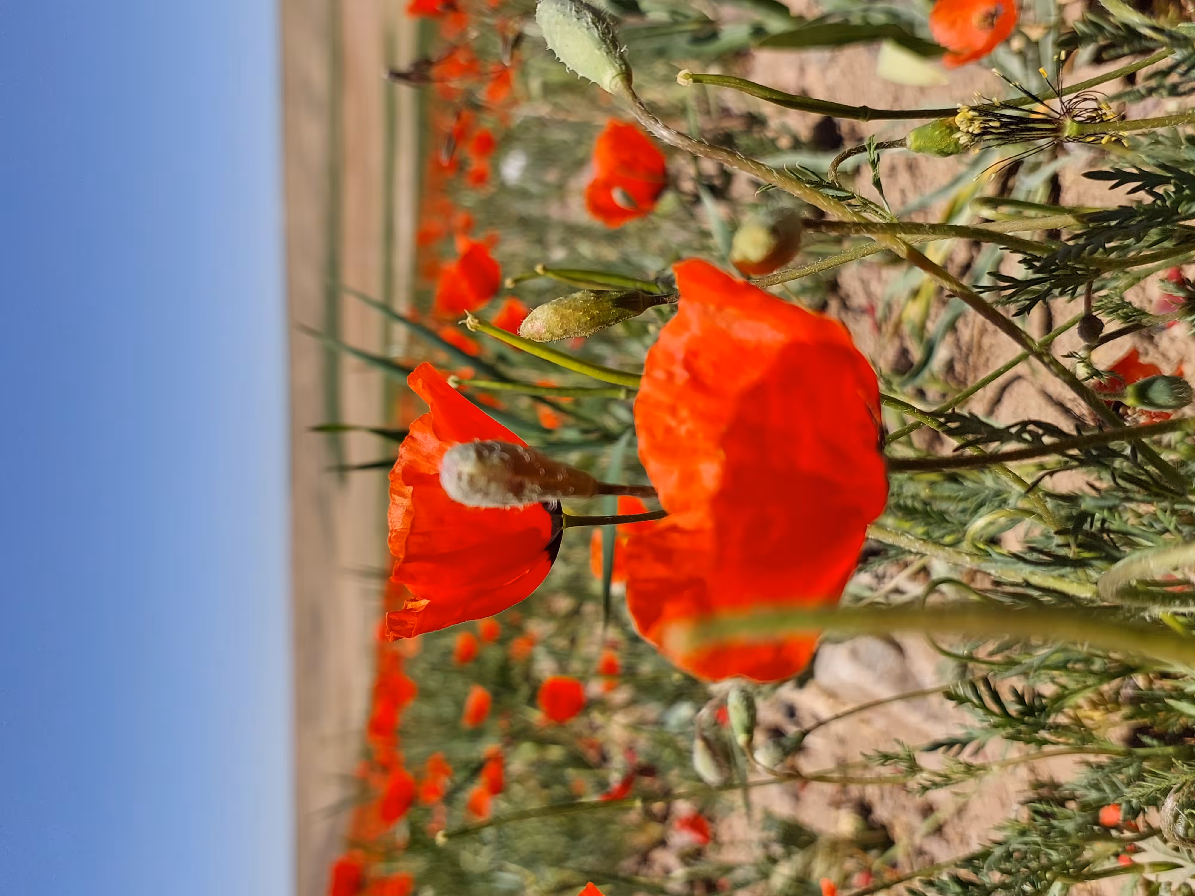flower of hope