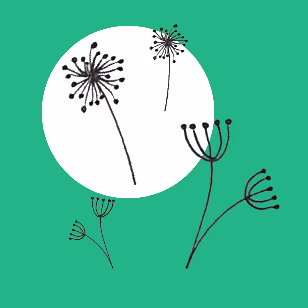 Dandelion