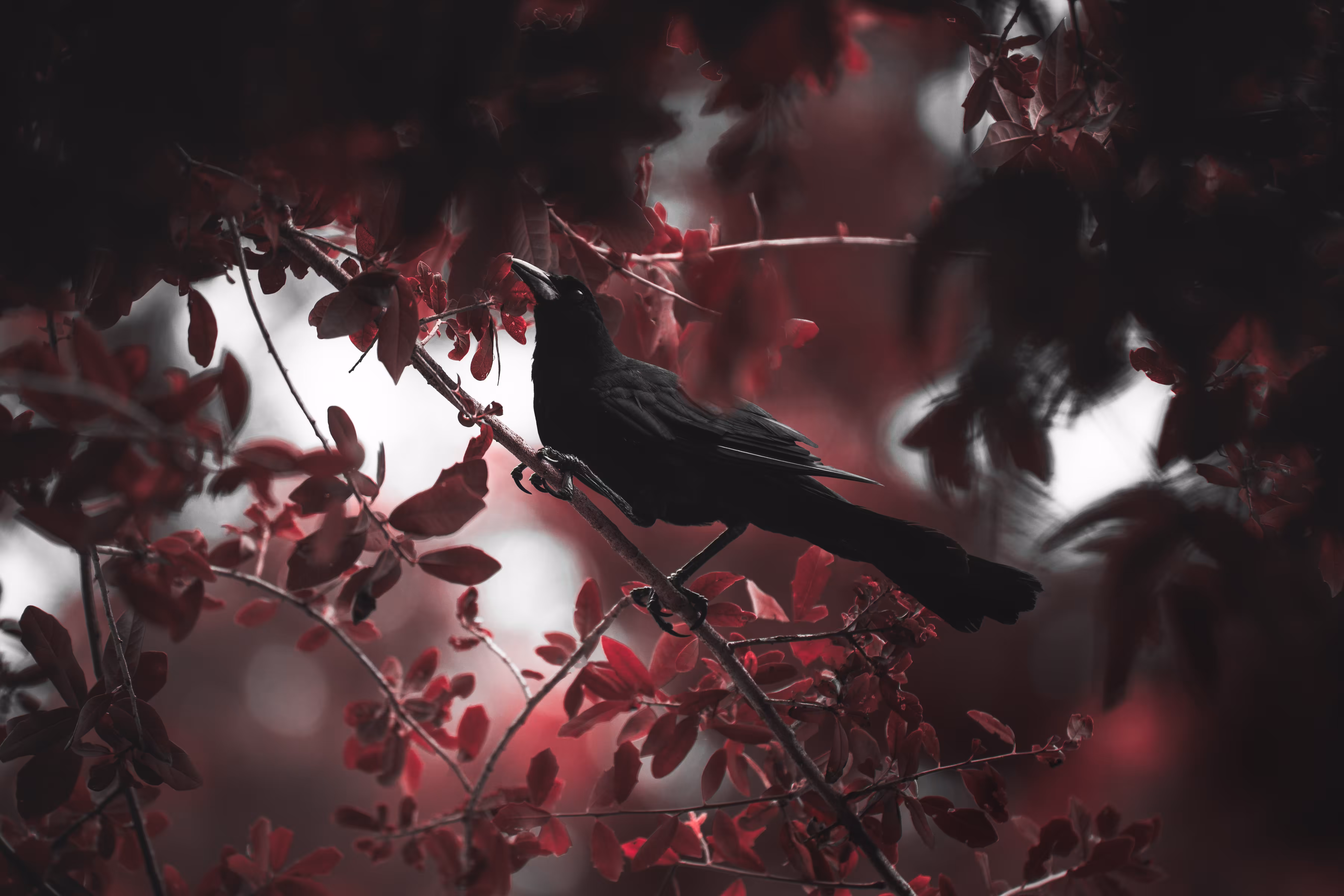 Sanguinar
