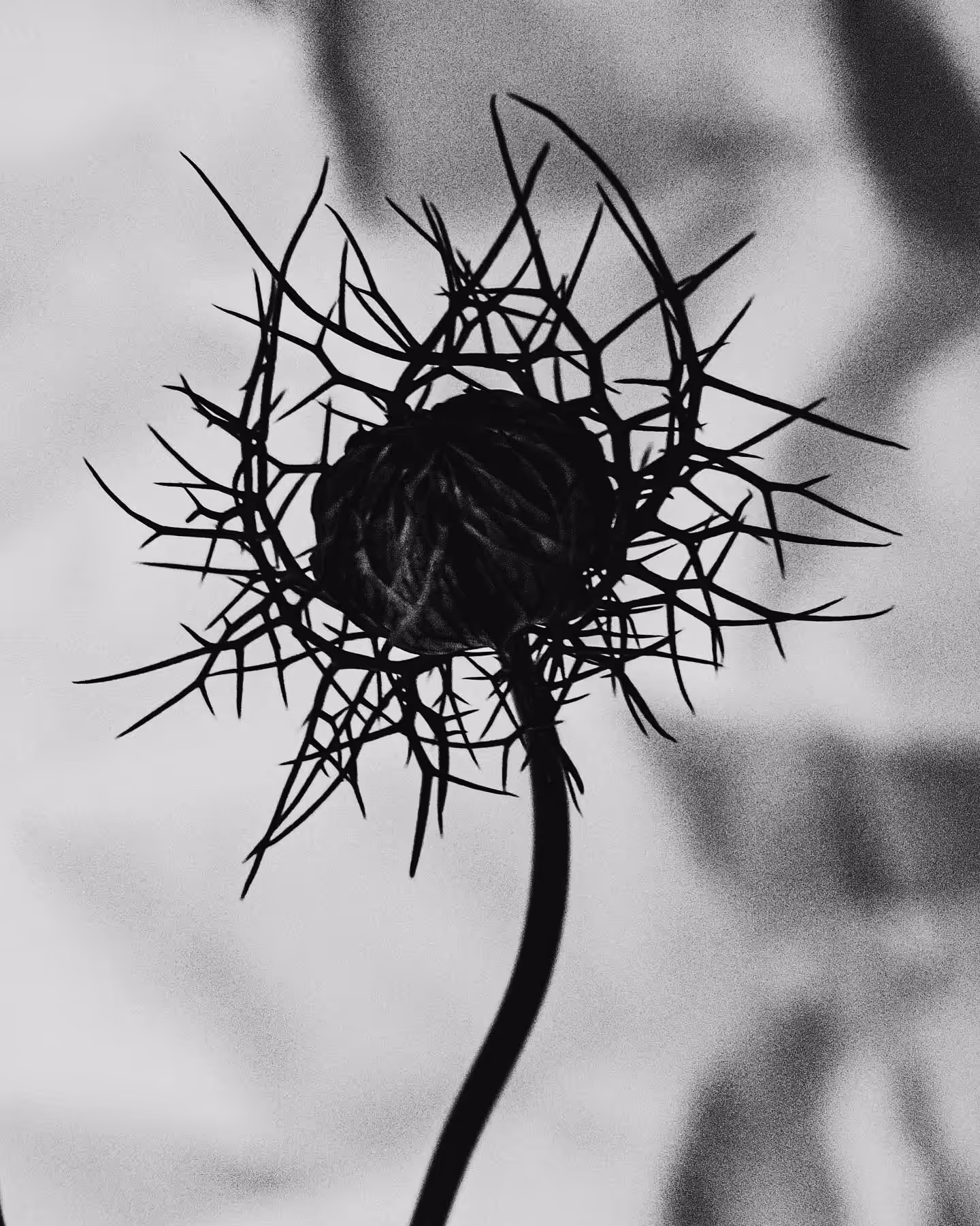 Thorns