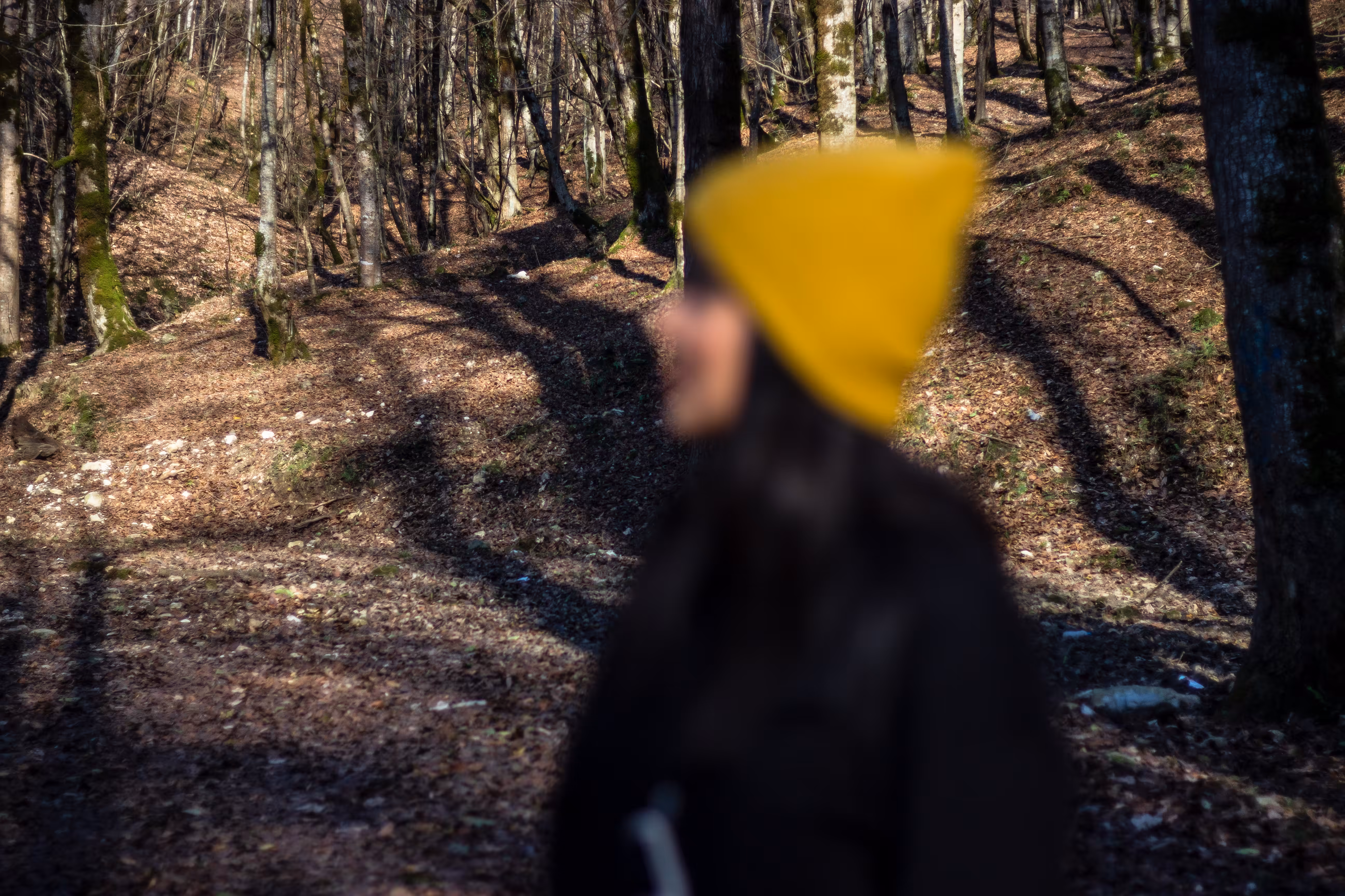 Alone In The Forest