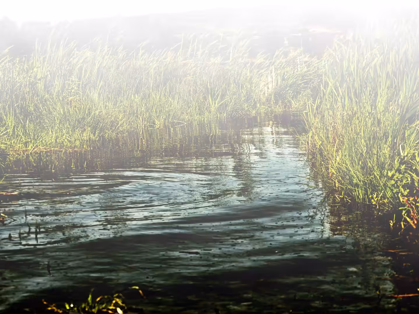 Solitude