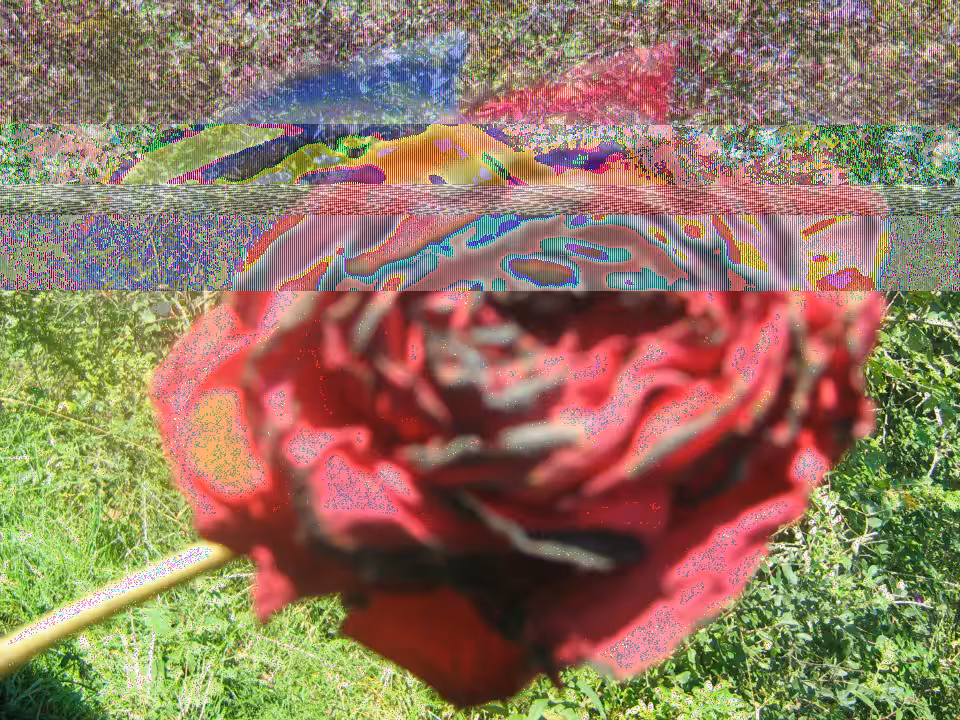 Burnt Rose
