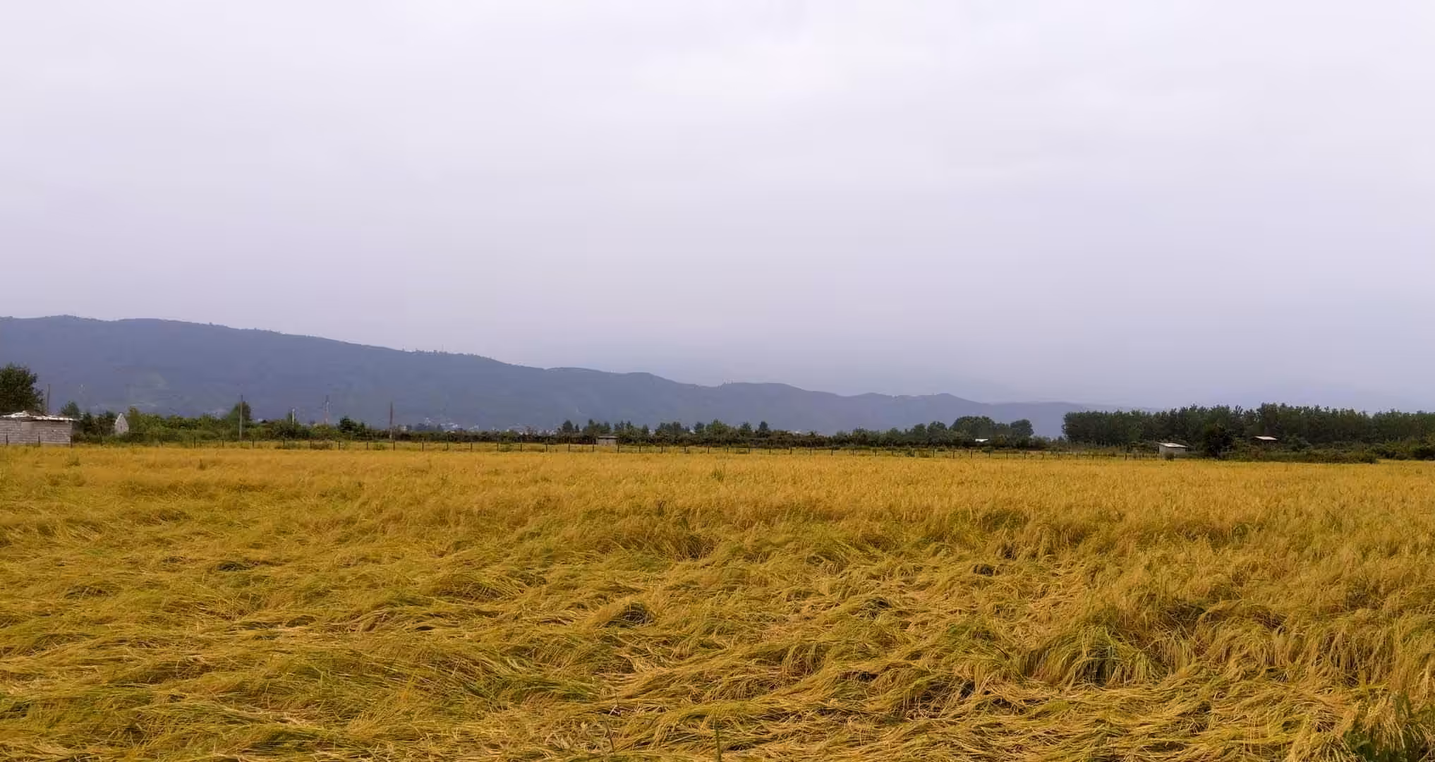 Wheat field!