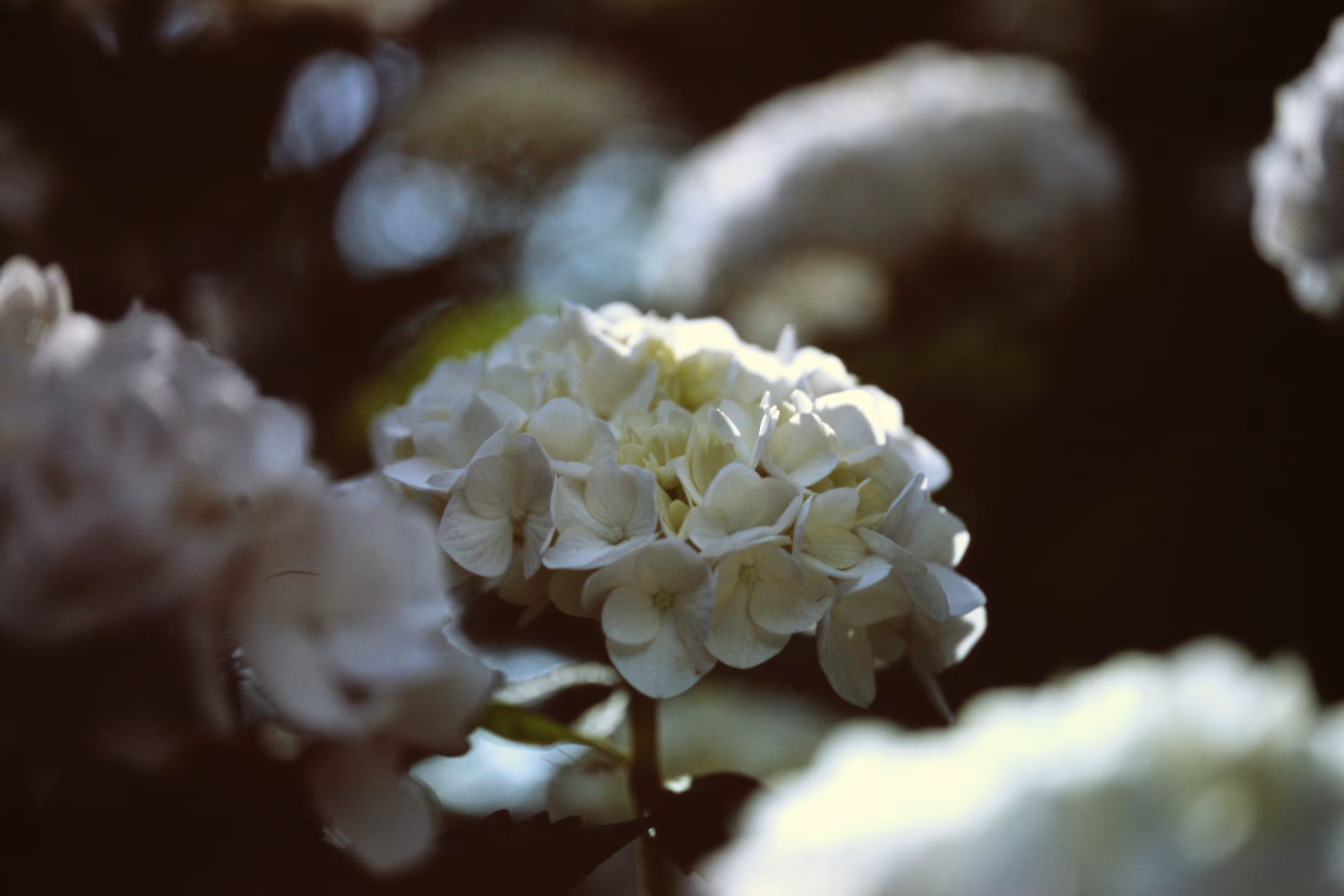 Heaven Series: The World of Film - Beautiful World