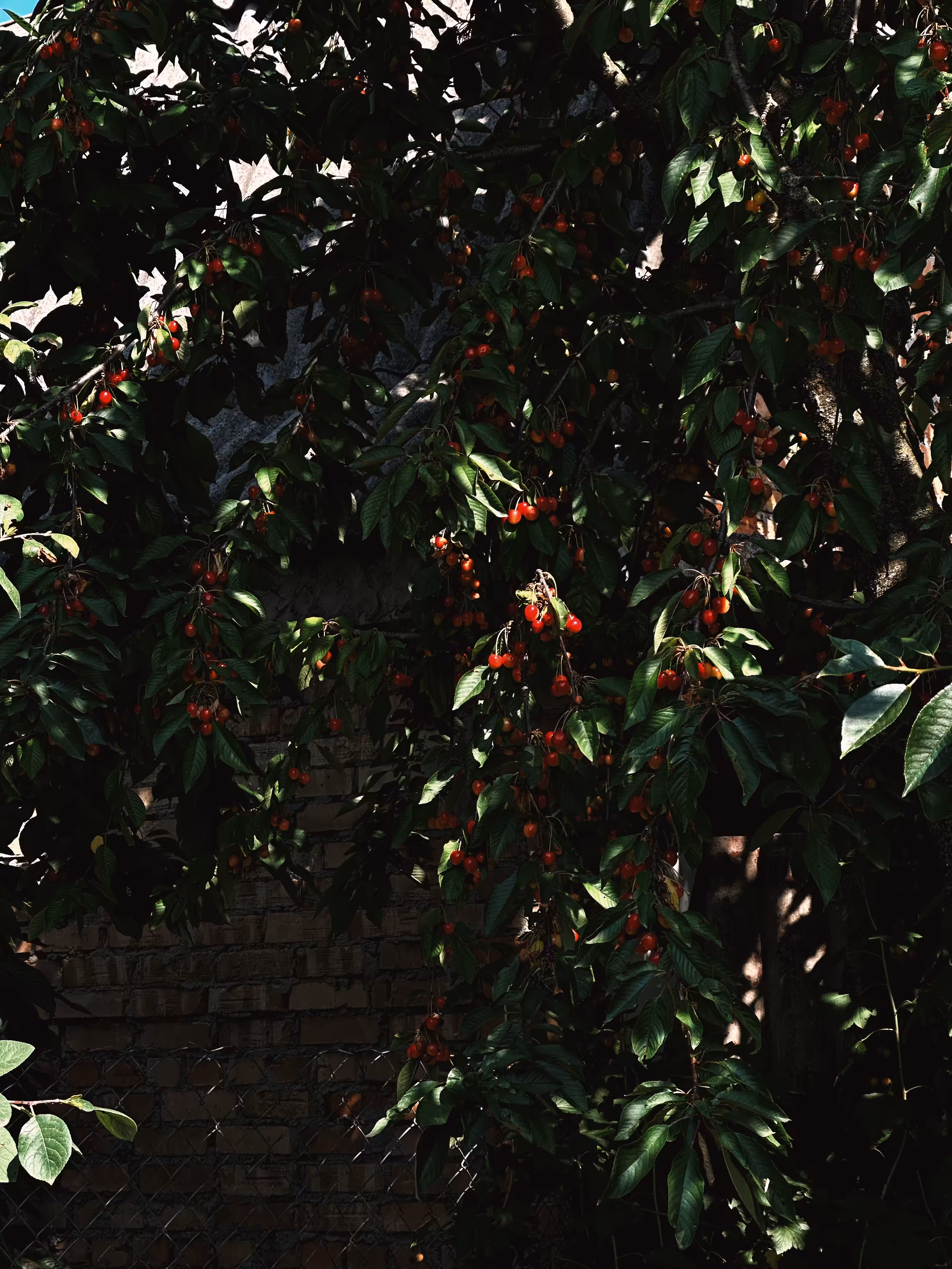 Cherry Shadows