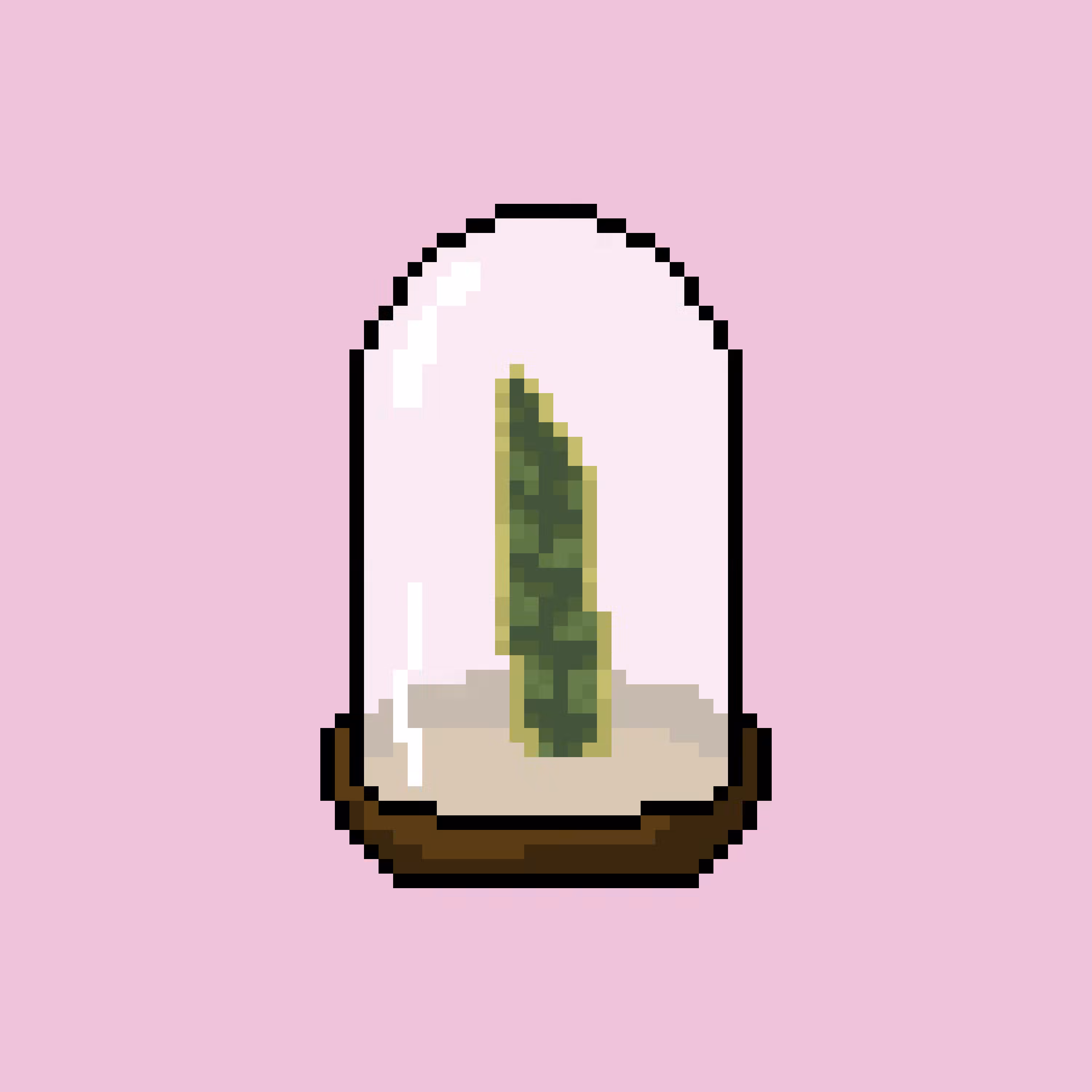 Dome 13 - Sansevieria