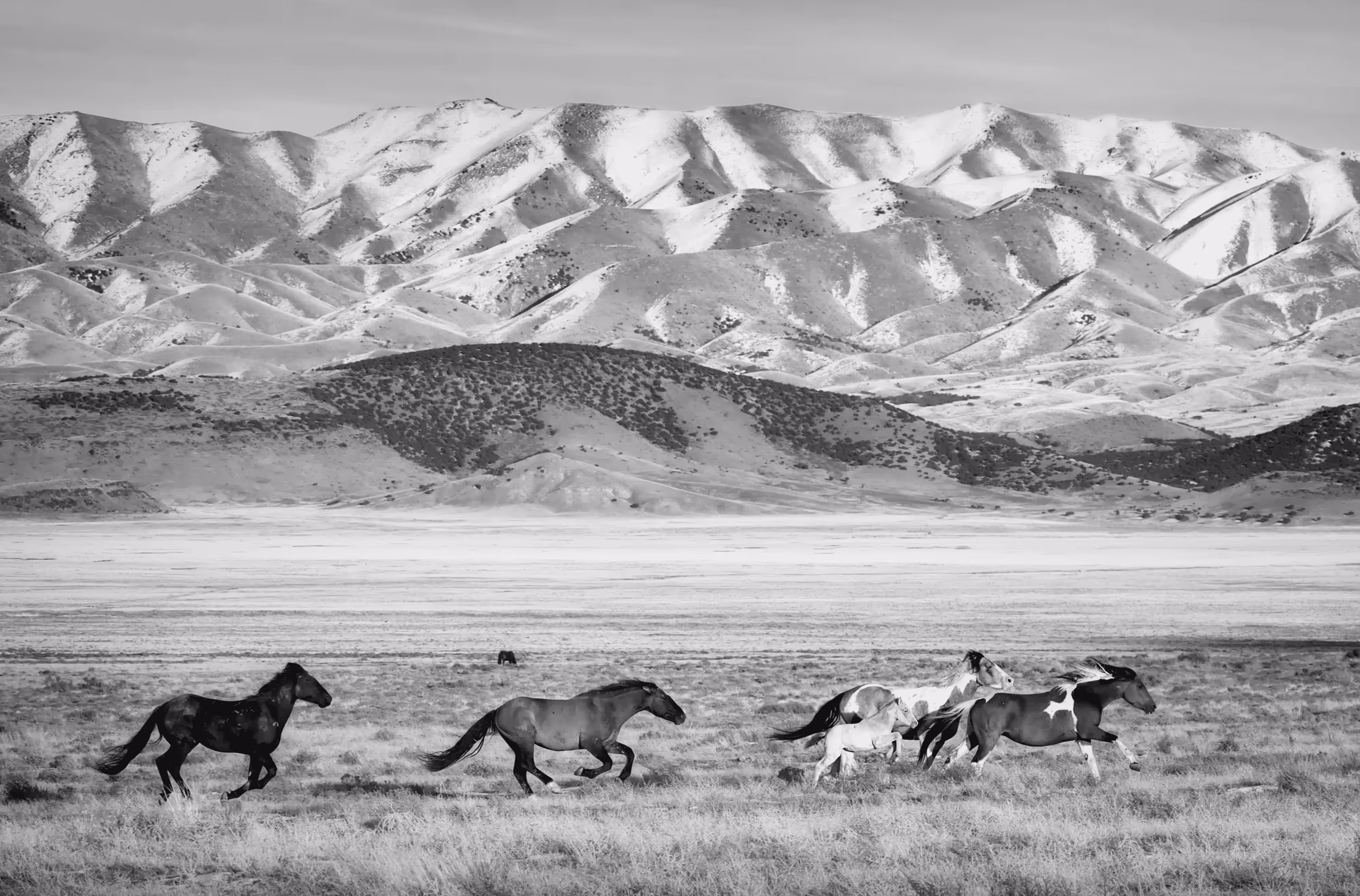 In Pursuit