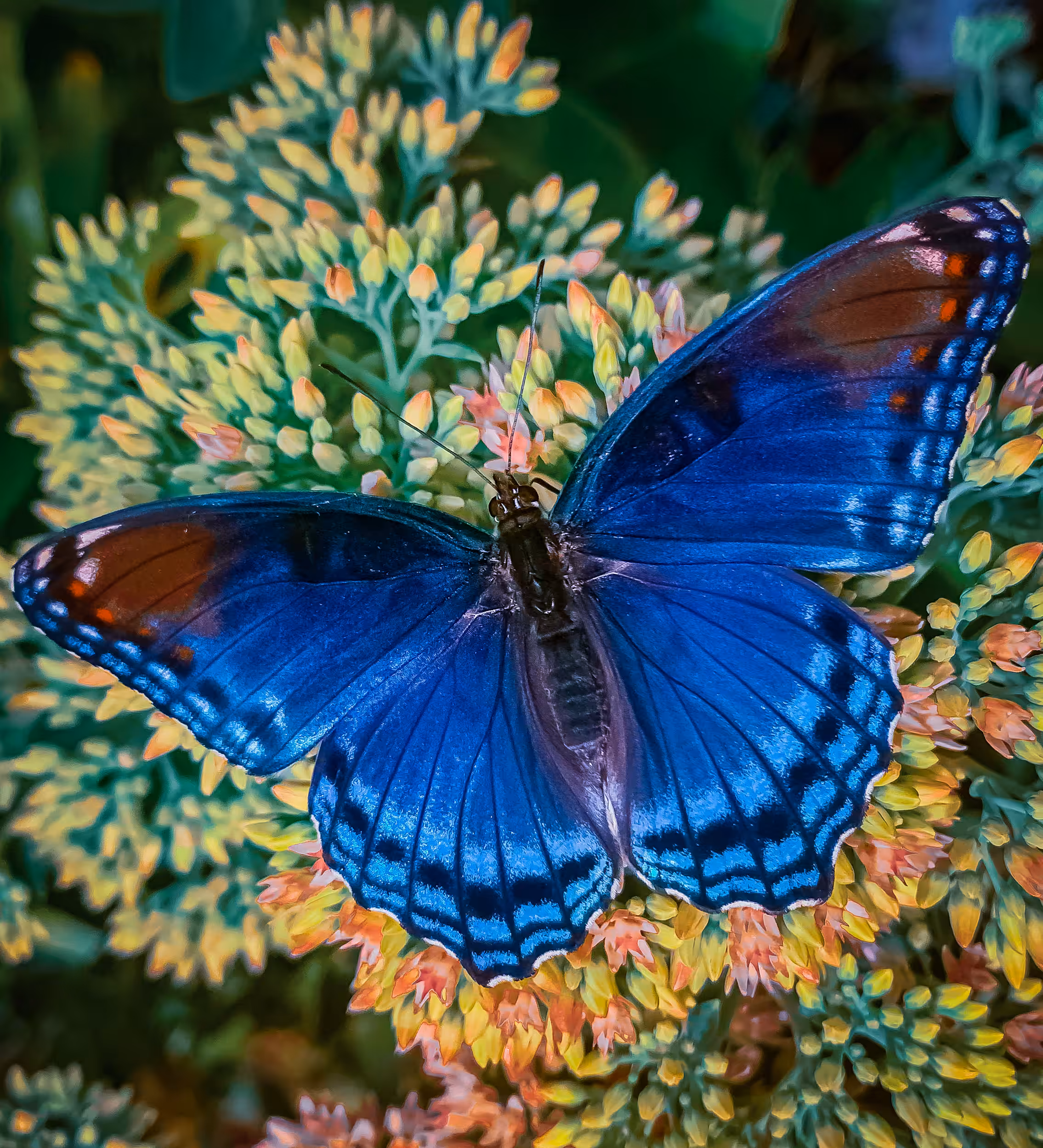 Blue