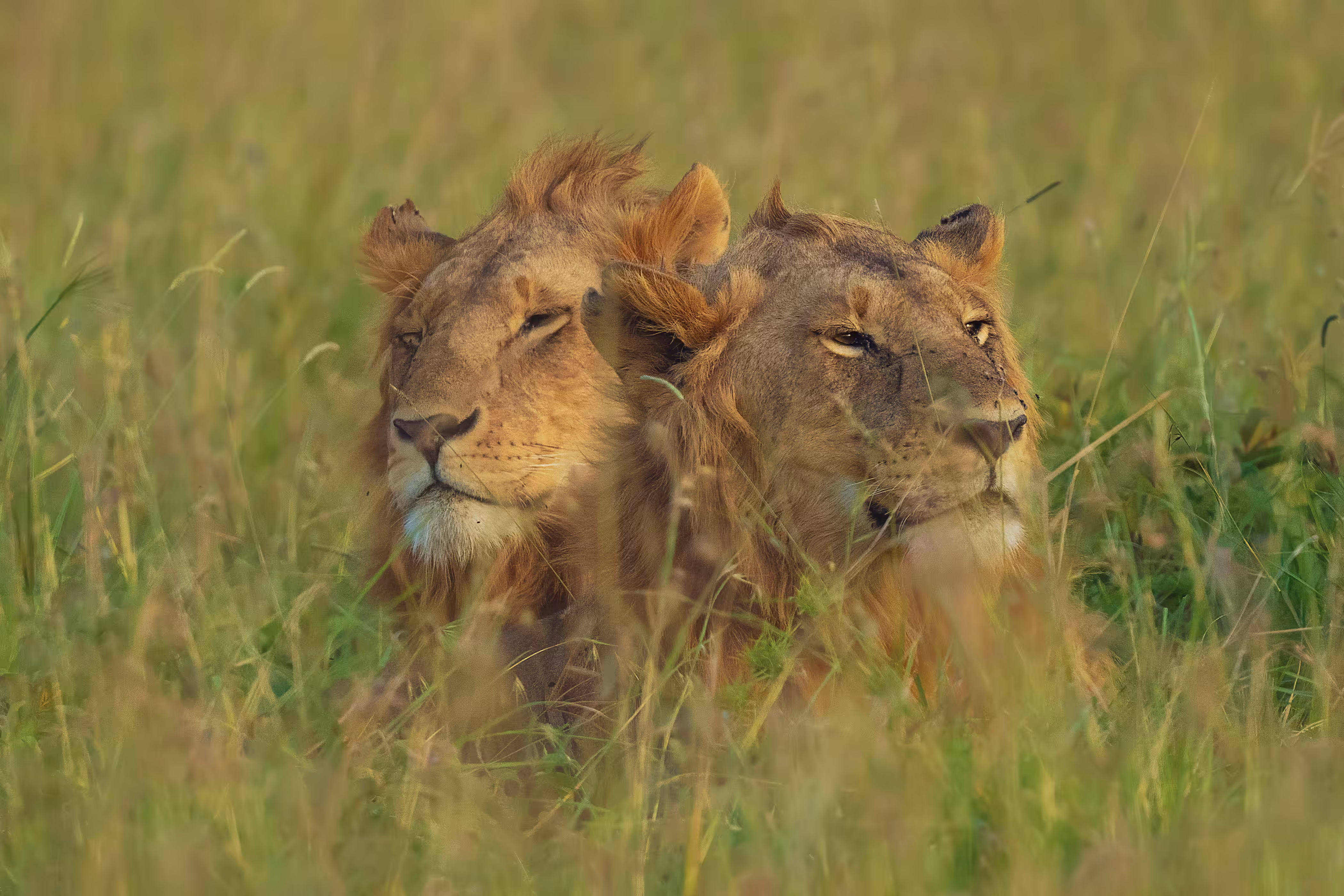 Brothers