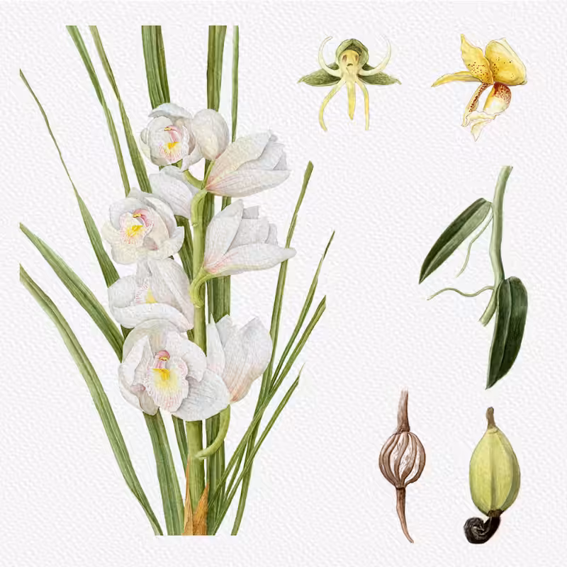 Botanical Illustration - Orchids 1 #77