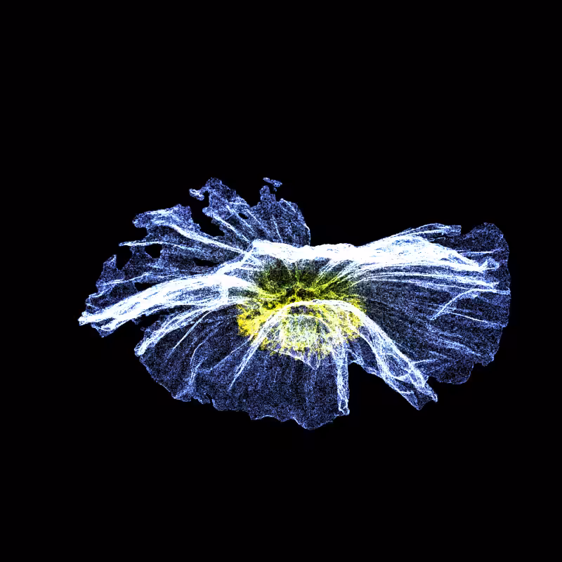 White Poppy 30 #74