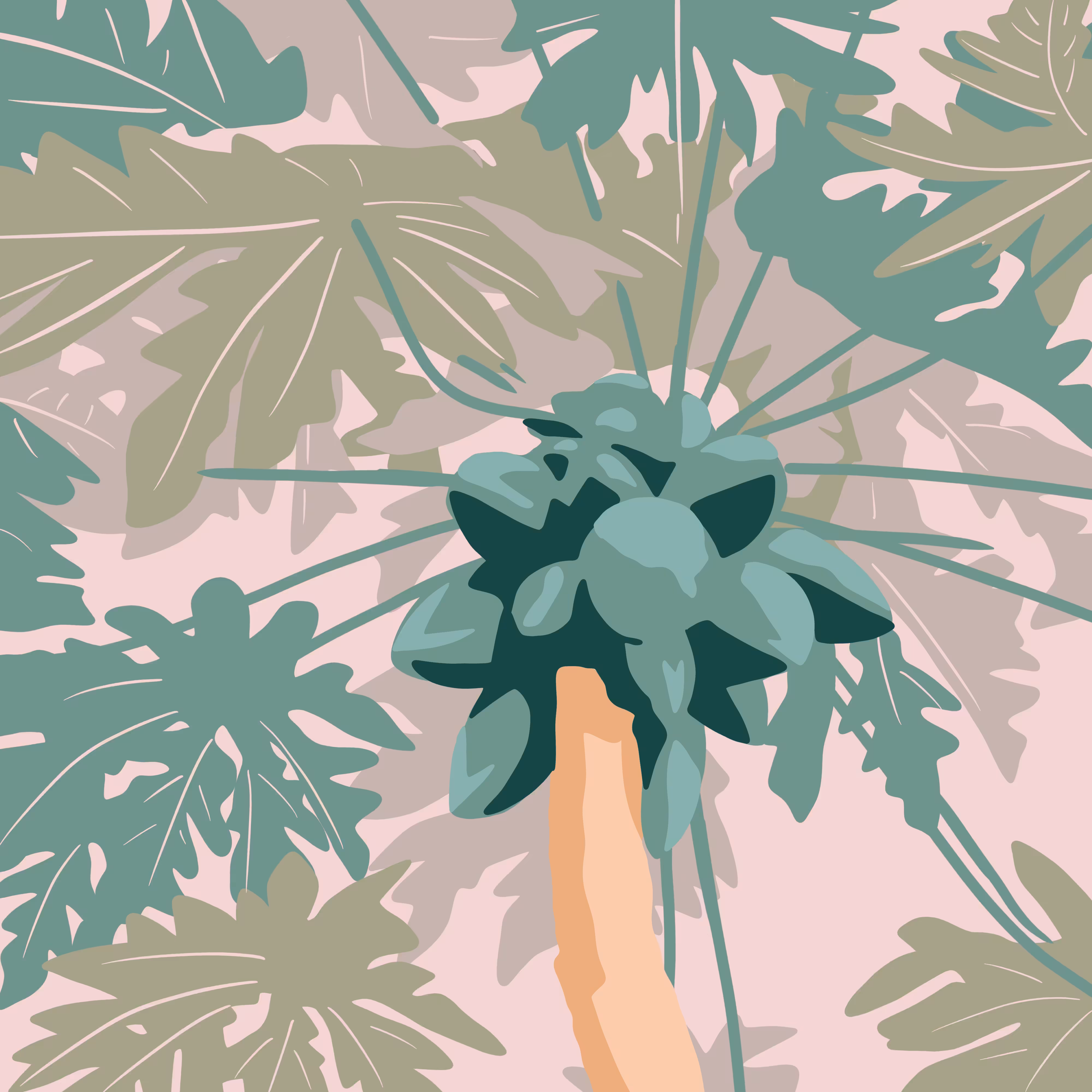 Paw Paw Tree