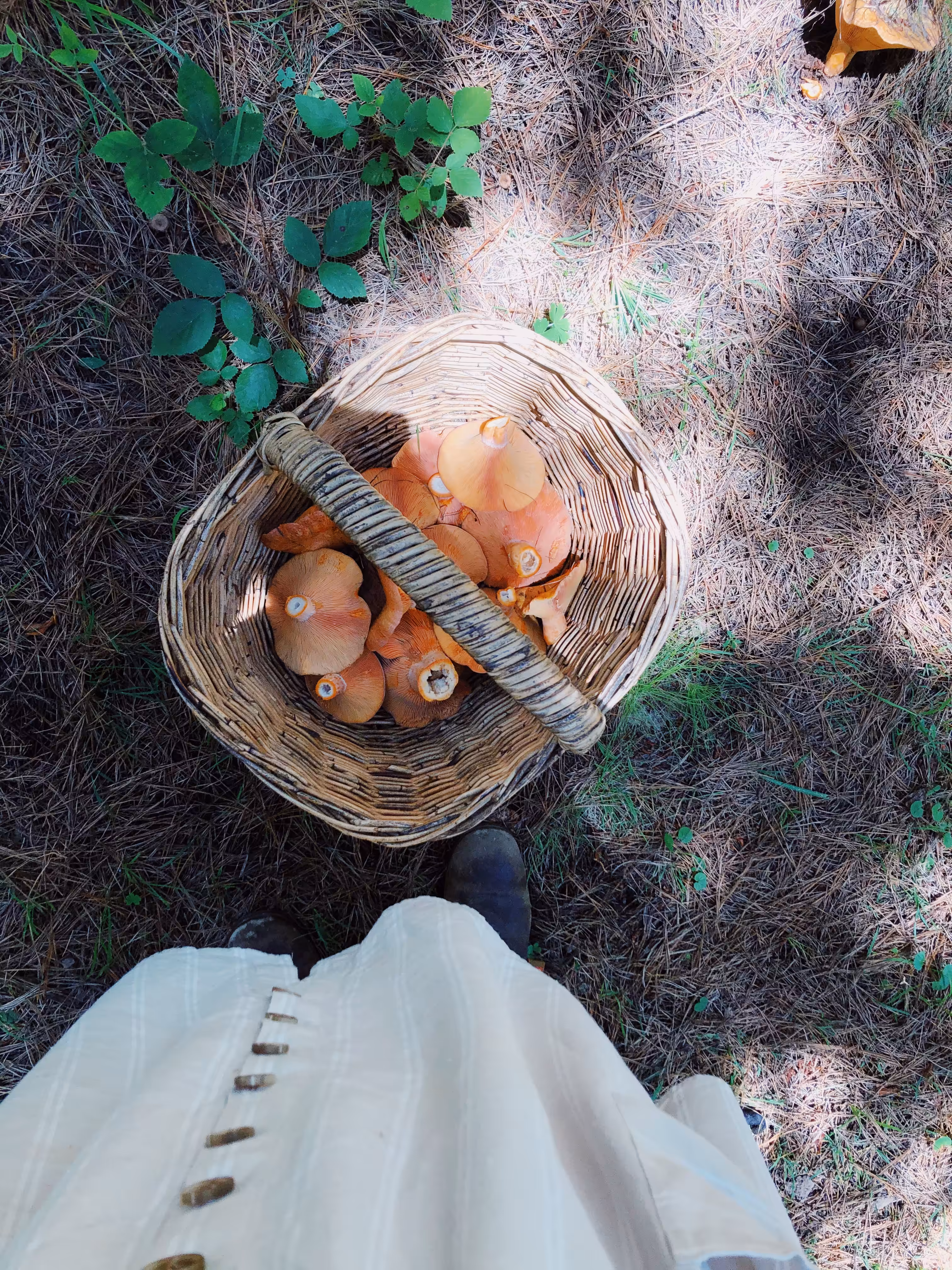 mushroom picking