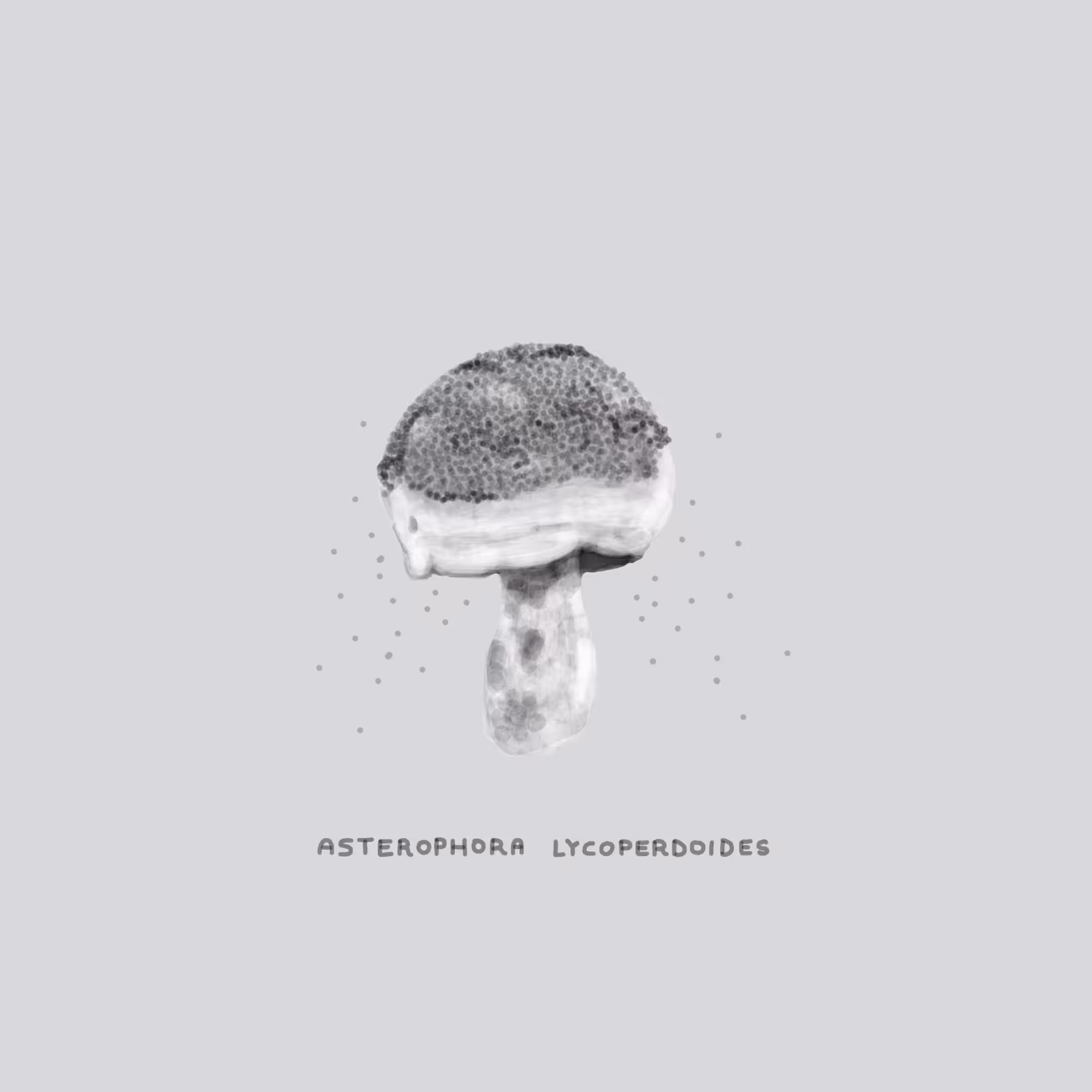 #13 DUNE - Asterophora Lycoperdoides