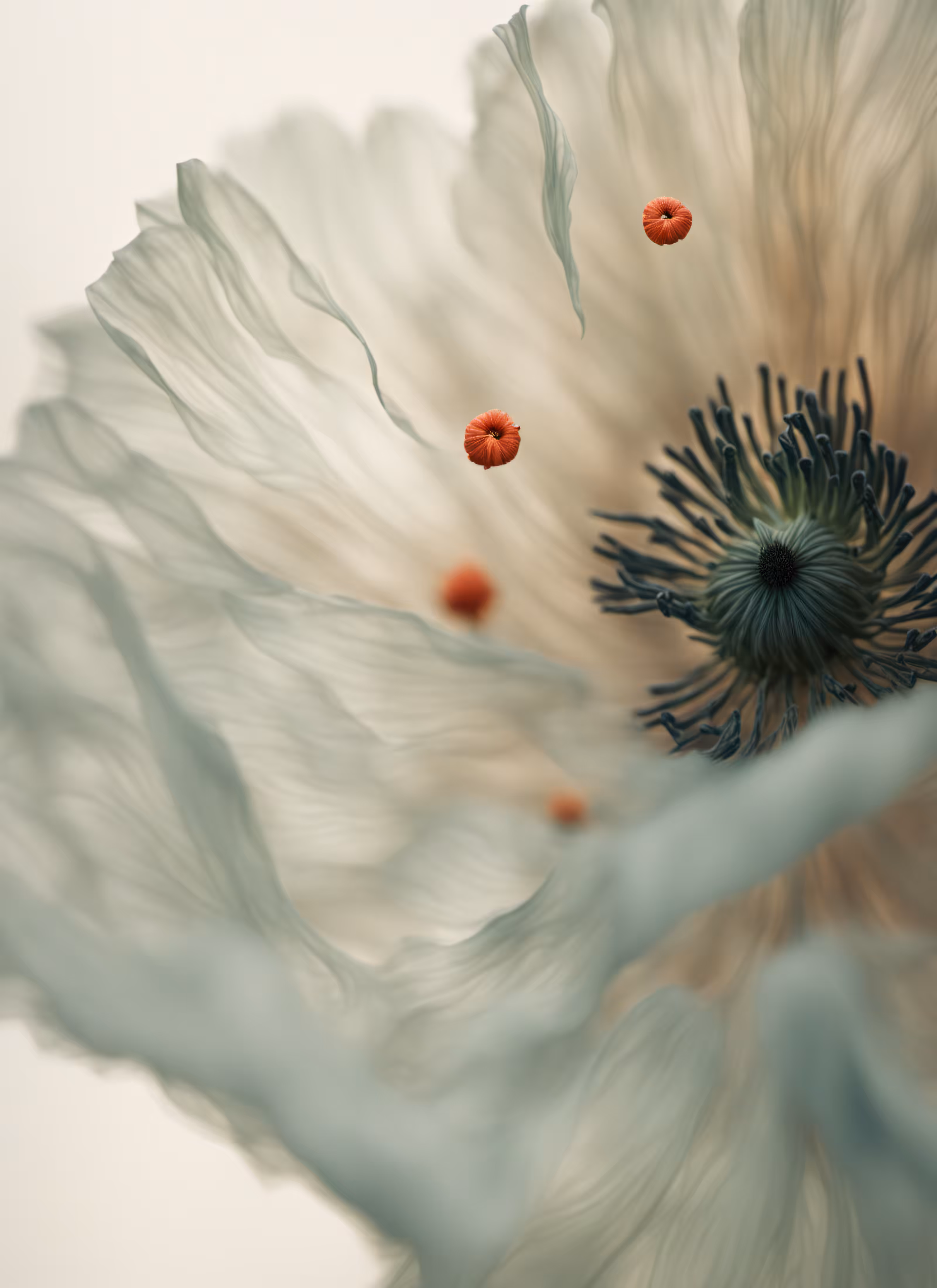 Blur Fleurs :: Merge #12