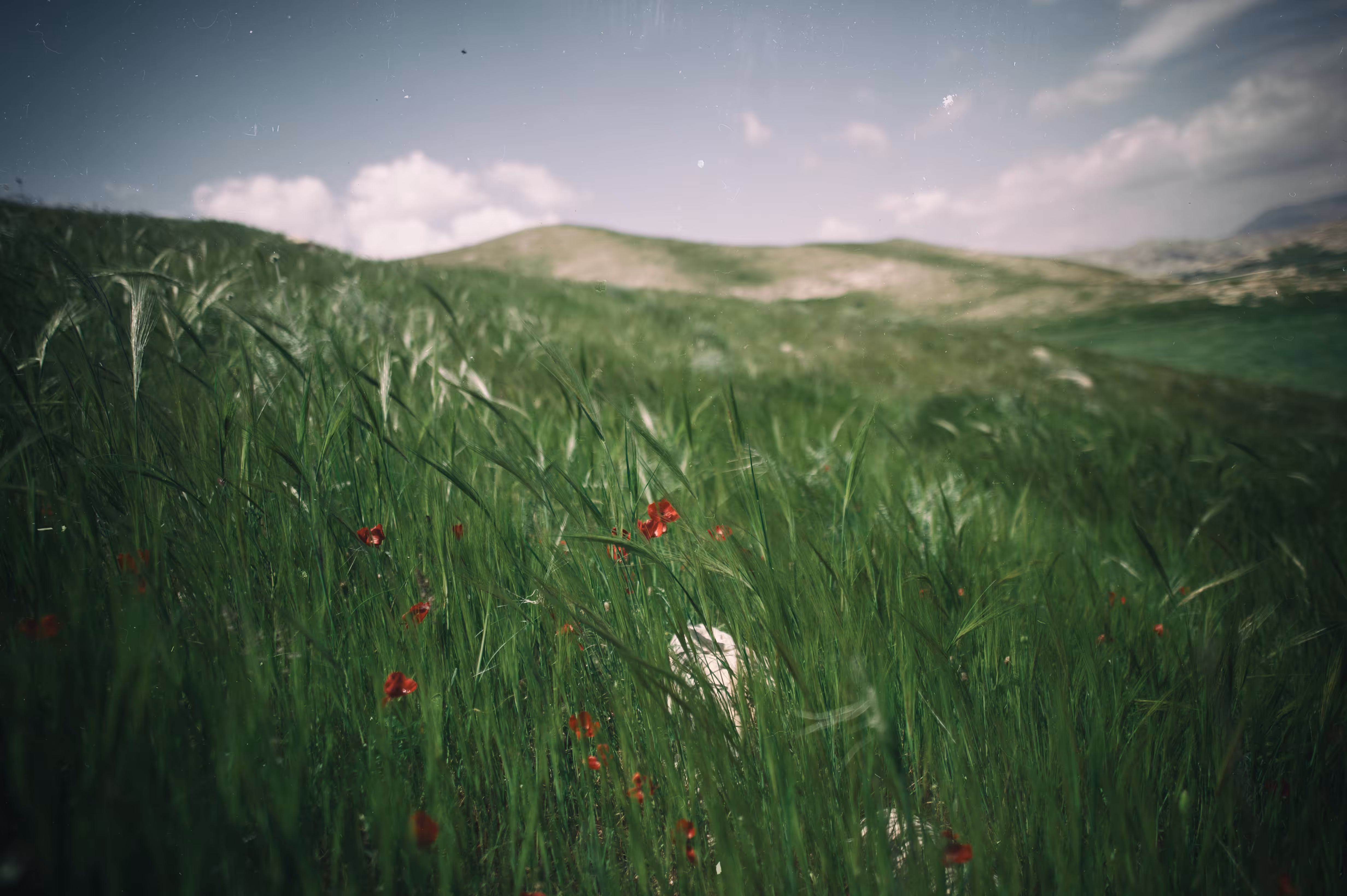 Spring