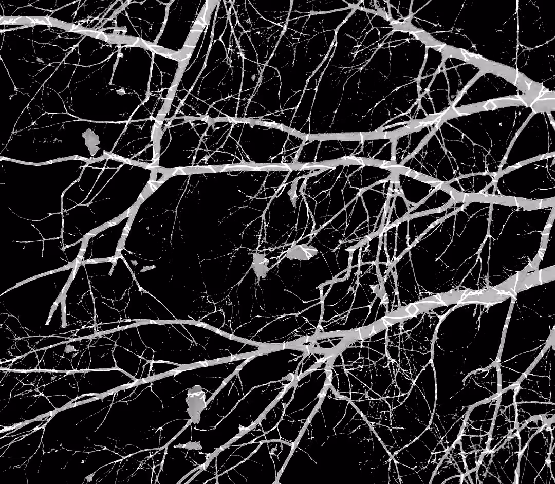 white tree on black sky 