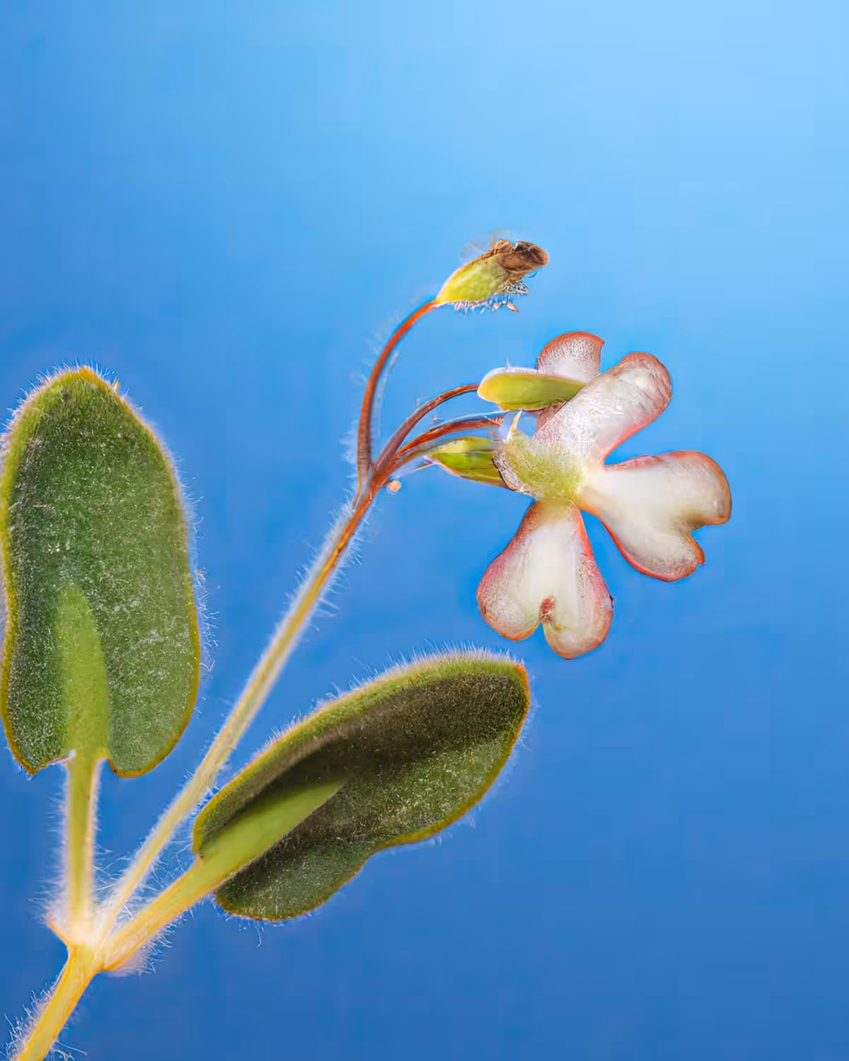 F1-GNS05 Second Generation