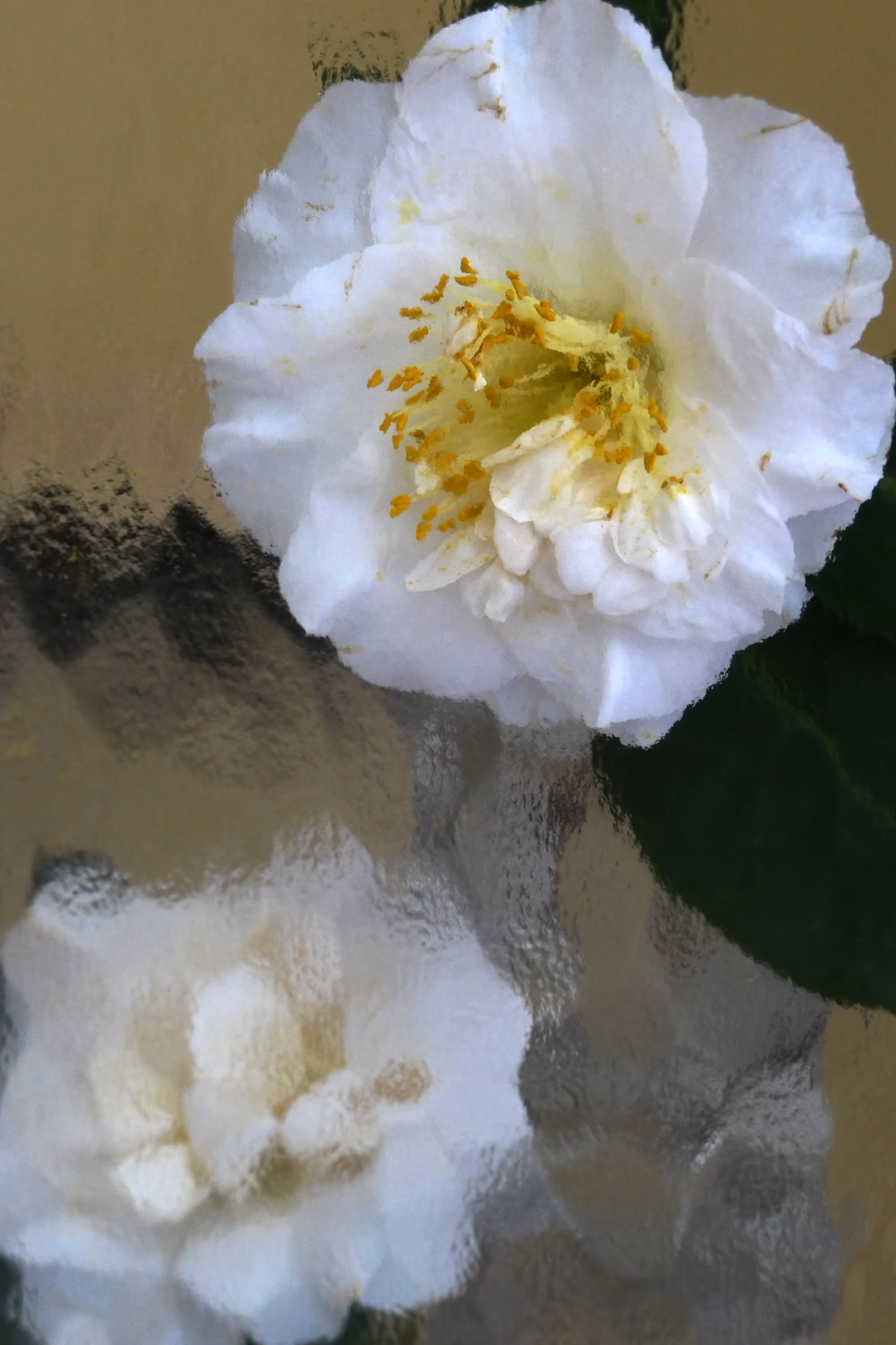 FLOWER SHOWER: Camelias