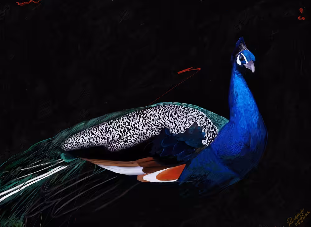 The Peacock