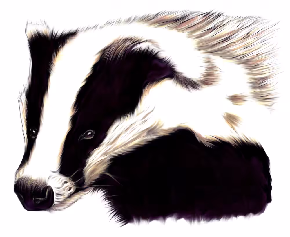 Badger