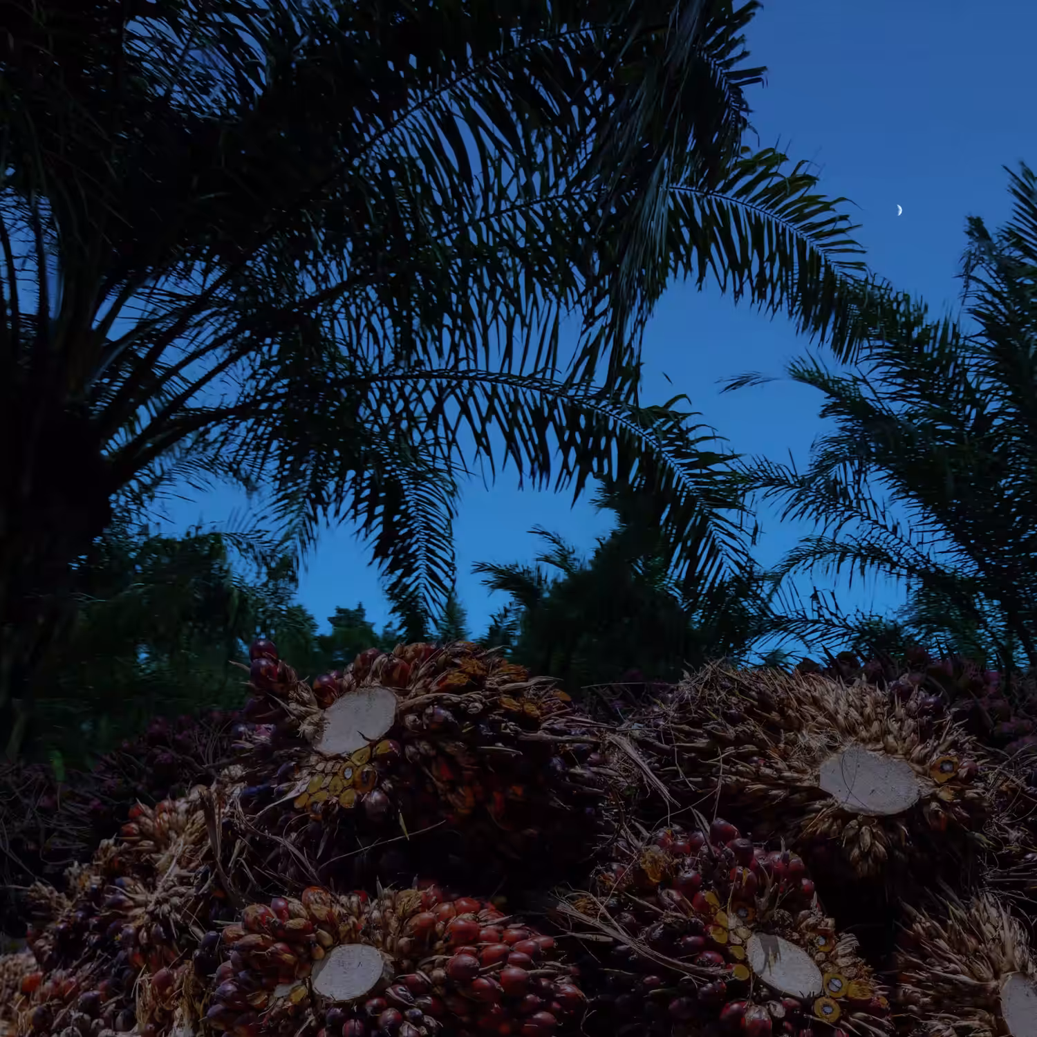 (Un)Natural Dreamscape