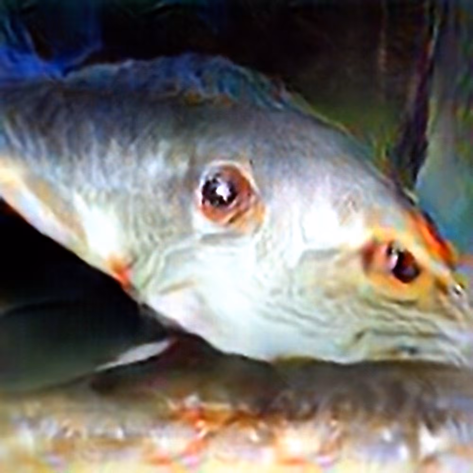 Fish #1 (Corpus: Still Life Objects of the Renaissance)