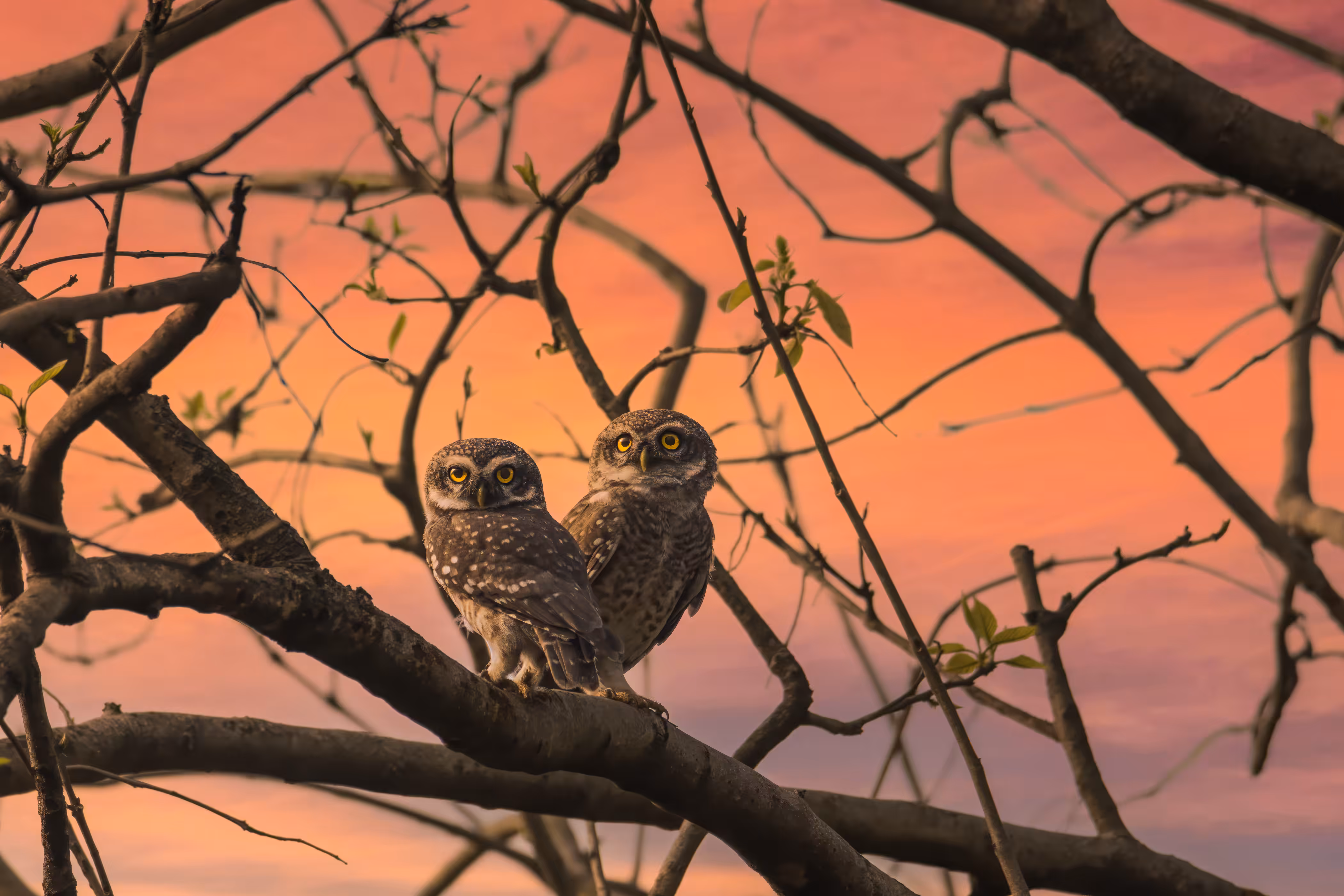 Into the Sunset - Spotted Owlet