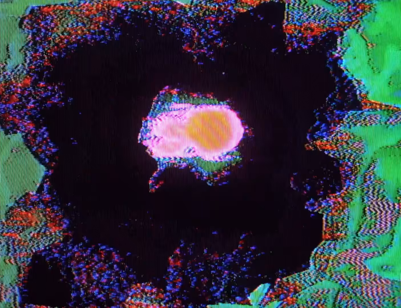 TV6_PaperFlowers.mp4