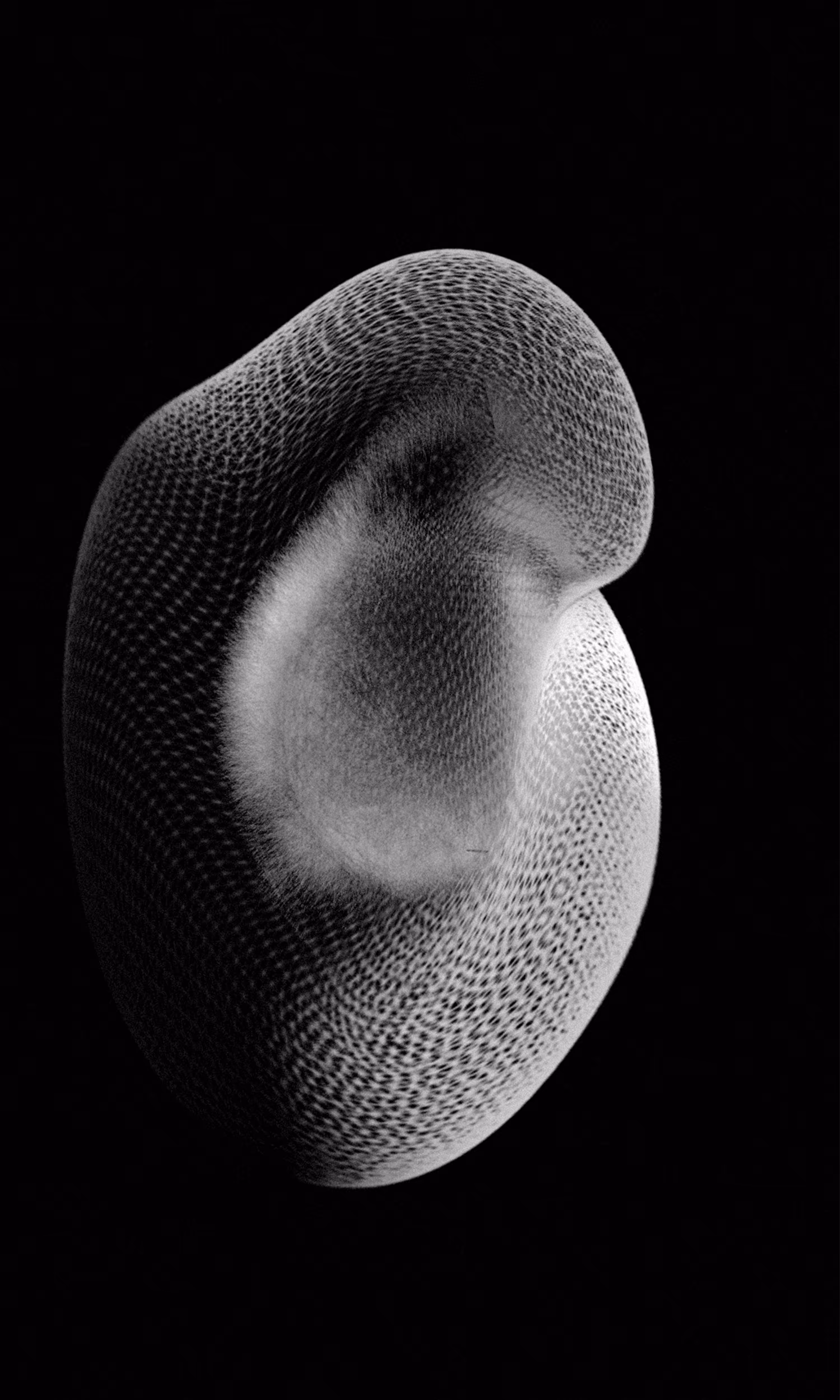 Collection: Generative Monochrome | Name: Birth i